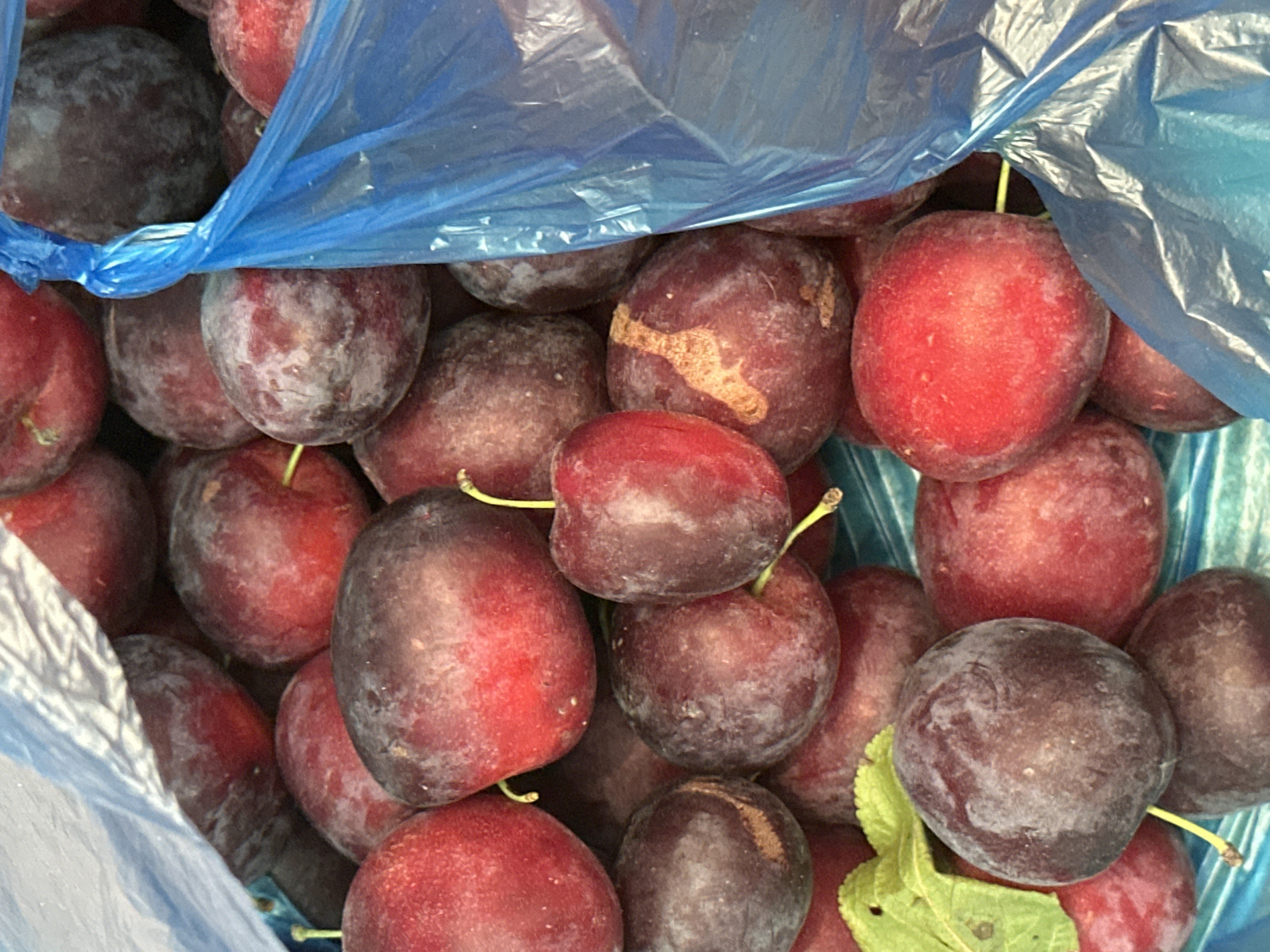 The image displays a close-up view of a large pile of ripe plums, likely intended for sale or transport. The plums vary in color from deep red to dark purple and have a slightly dusty or fuzzy bloom on their skins, typical of fresh fruit. Several stems are visible, indicating they are still attached to some of the plums. A portion of a light blue plastic bag is visible in the foreground and upper right corner, partially obscuring some of the fruit. The background appears to be a blue, possibly striped, surface, which could be a table or crate. The lighting suggests an outdoor or well-lit indoor environment. No specific location in Nevinnomyssk, Russia, can be identified from the visual information provided.