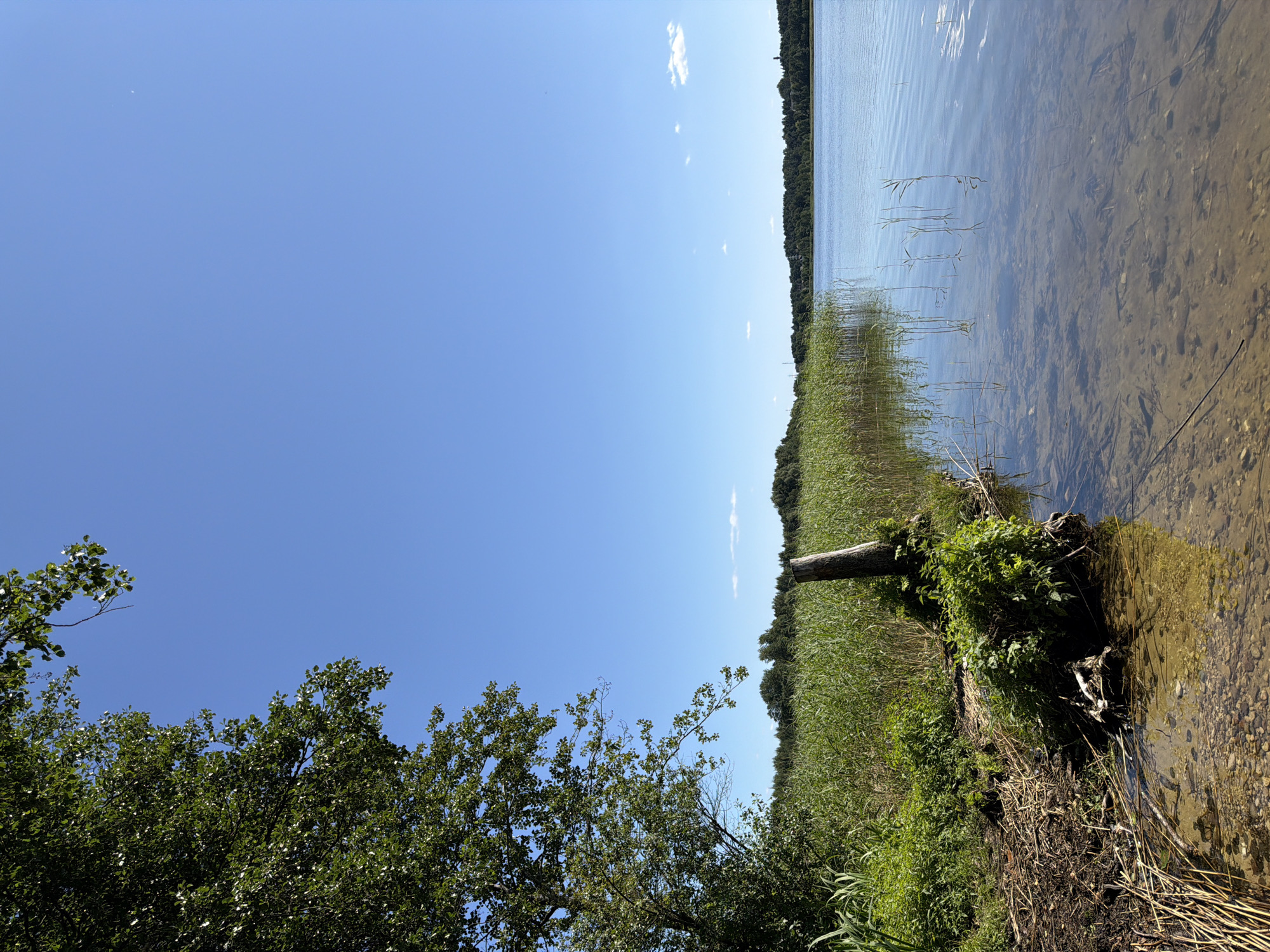 A vertical, eye-level shot captures a serene lake on a bright, clear day. The upper portion of the frame is dominated by a vast expanse of clear blue sky, with a few wispy white clouds scattered near the horizon. To the left, the lush green foliage of a large tree hangs into the frame, its leaves dappled with sunlight.
The middle ground features a dense growth of tall, green reeds lining the lake's edge, creating a natural border. Partially submerged in the shallow water near the bank is a weathered, broken tree stump, serving as a perch for some greenery. The water itself is calm and transparent, revealing a sandy bottom with pebbles and submerged debris. Reflections of the reeds and the sky are visible on the water's surface.
The background consists of a distant, dark green tree line that stretches across the horizon, suggesting a wooded area beyond the lake. The scene evokes a sense of tranquility and natural beauty, with no signs of human presence or activity. The lighting indicates it is daytime, likely late morning or early afternoon, given the intensity of the sunlight.