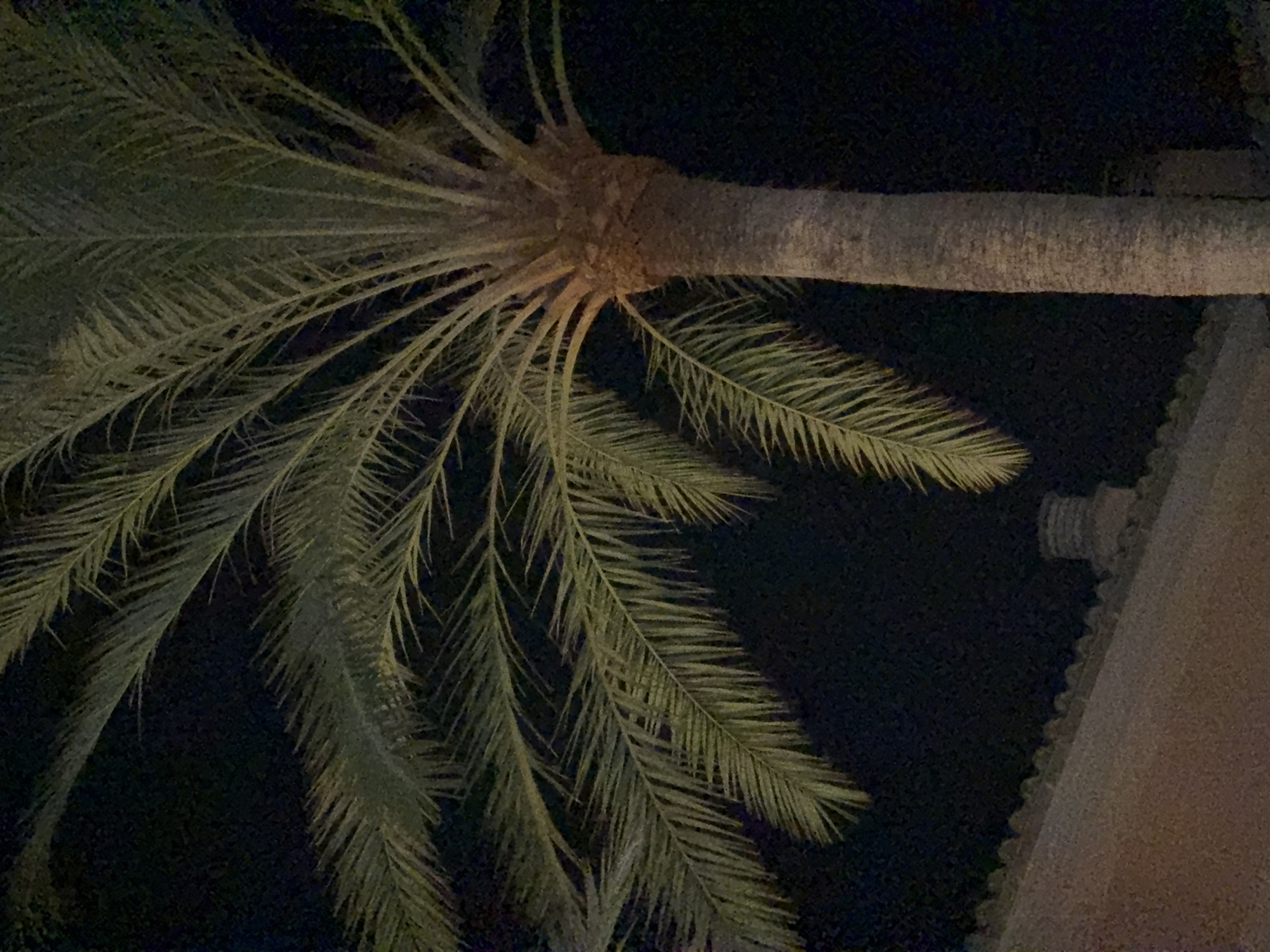 An outdoor, eye-level, medium shot captures a palm tree trunk and its fronds against a dark sky. The trunk is thick and textured, with a visible base where the fronds emerge. The fronds are long and feathery, with a yellowish-green hue, and are angled towards the left of the frame. A portion of a building's roof with decorative tiling is visible in the lower left corner, suggesting an urban or residential setting, possibly in Palmanova, Spain. The lighting appears to be artificial, likely from streetlights or interior building lights, illuminating the palm tree from below and highlighting its texture and foliage.