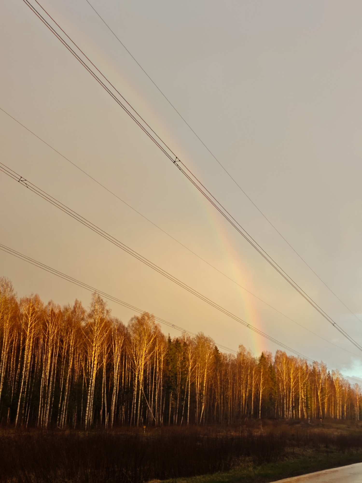 The image captures a vibrant natural scene in Chaikovsky, Russia, illuminated by the warm, golden light of either late afternoon or early morning. A prominent rainbow arcs across the sky, suggesting recent rain and clearing weather.
The foreground features a strip of dark, wet ground or an unpaved road at the bottom right. Above this, a dense forest line dominates the middle ground. The trees, primarily slender birches with their distinctive white bark, are brilliantly lit by the golden sunlight, making their upper branches and sparse foliage glow with an orange-yellow hue. Some darker coniferous trees are interspersed among the birches.
Several power lines stretch diagonally across the upper and middle sections of the sky, adding a man-made element to the natural landscape. The sky itself transitions from a warm, orange-beige near the horizon, where the sunlight appears to be breaking through, to a lighter, softer tone higher up. The rainbow is a clear and colorful band against this warm sky, its hues gently visible despite the overall warm cast of the light. No people or visible text are present in the image. The scene conveys a sense of peaceful natural beauty and the fleeting spectacle of a rainbow after a storm.