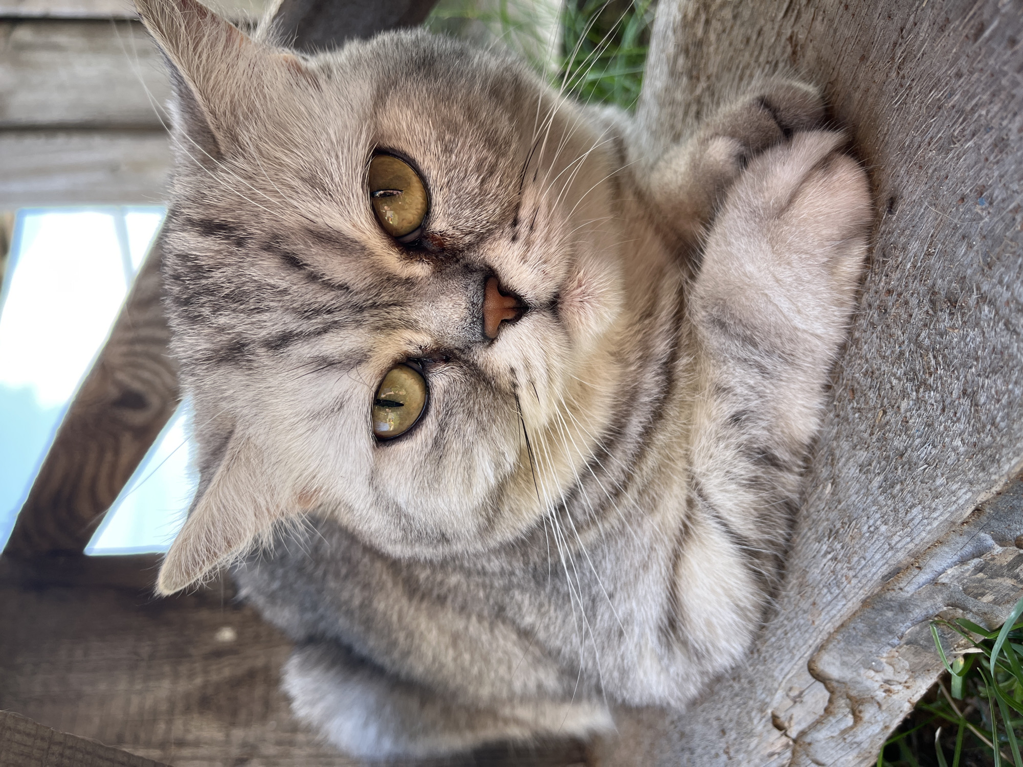 A close-up, eye-level shot captures a silver tabby cat with bright yellow eyes, lying on a weathered wooden surface. The cat's fur is a mix of grey and white, with distinct darker tabby markings on its head and body. Its paws are tucked neatly in front of it. The background consists of rough wooden planks and a hint of green grass and blue sky. The lighting suggests it is daytime, possibly outdoors. The location is not discernible from the image.