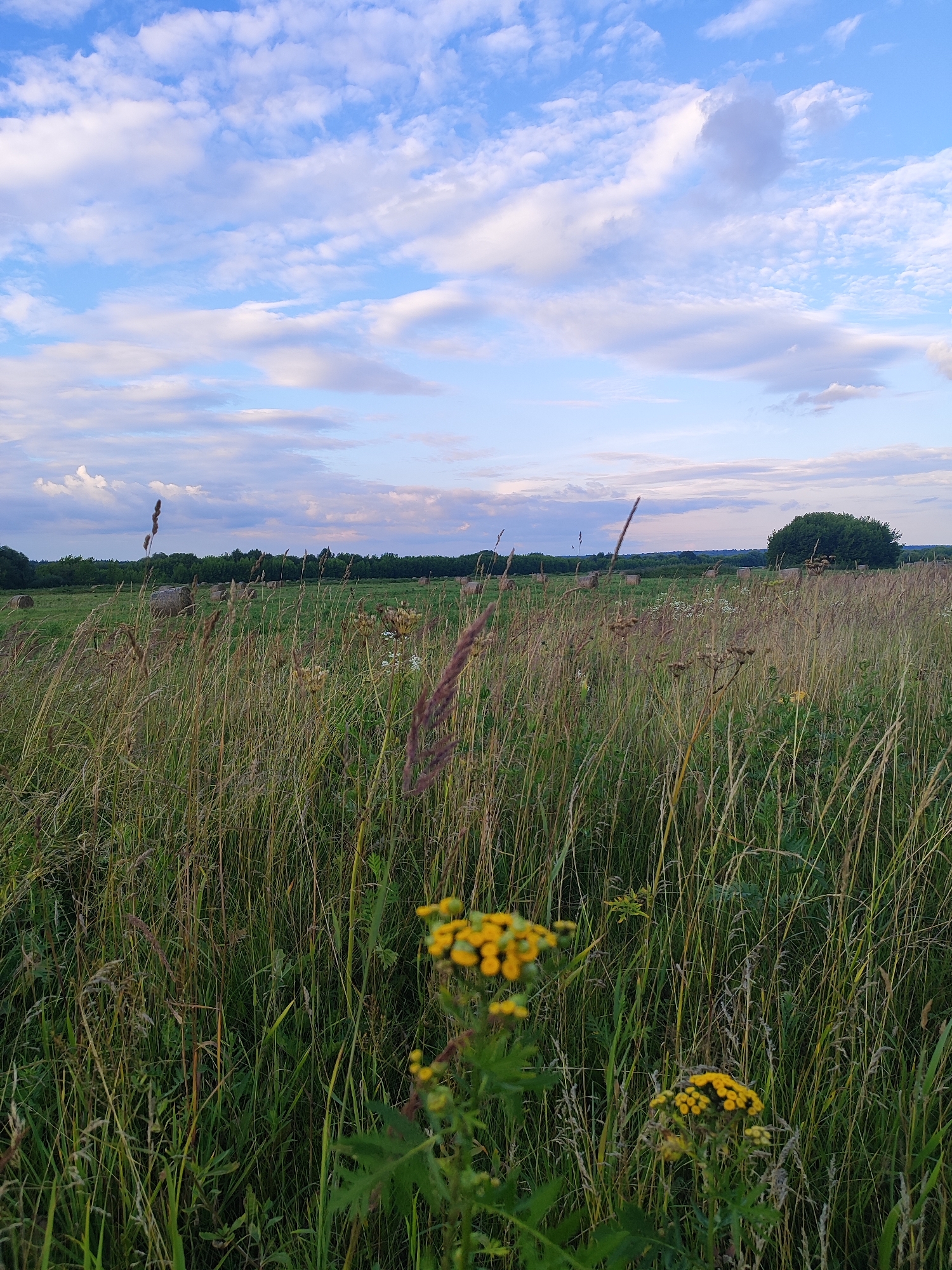 The image depicts a rural landscape in Bronnitsy, Russia, characterized by a field of tall grass and wildflowers under a cloudy sky. In the foreground, wild yellow flowers and dried grass stalks are prominently featured. In the mid-ground, hay bales are visible scattered across a green field, and a line of trees forms the horizon. The sky above is a mixture of blue and white clouds, suggesting either early morning or late afternoon. There are no people or animals visible in the image, and no specific actions are taking place. The scene is static and peaceful, conveying a sense of natural beauty and agricultural activity.