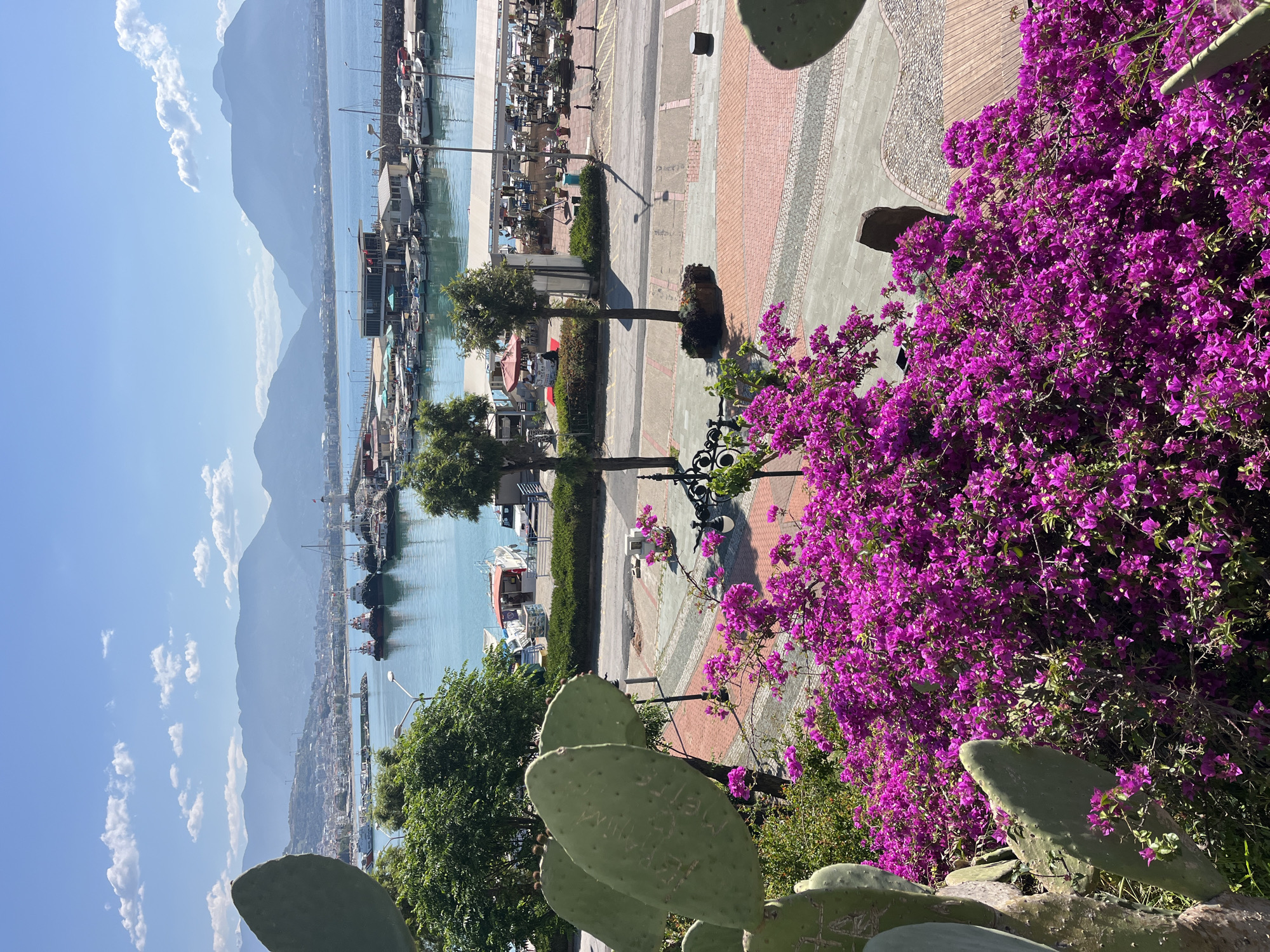 The image captures a scene in Alanya, Turkey, overlooking the harbor and the Mediterranean Sea. Mountains are visible in the background, partially obscured by clouds. In the foreground, vibrant purple bougainvillea flowers are prominently displayed, growing amidst prickly pear cactus pads. A paved promenade stretches along the harbor, punctuated by benches and streetlights. Boats are docked in the harbor, and buildings line the waterfront. The sky is clear and blue.