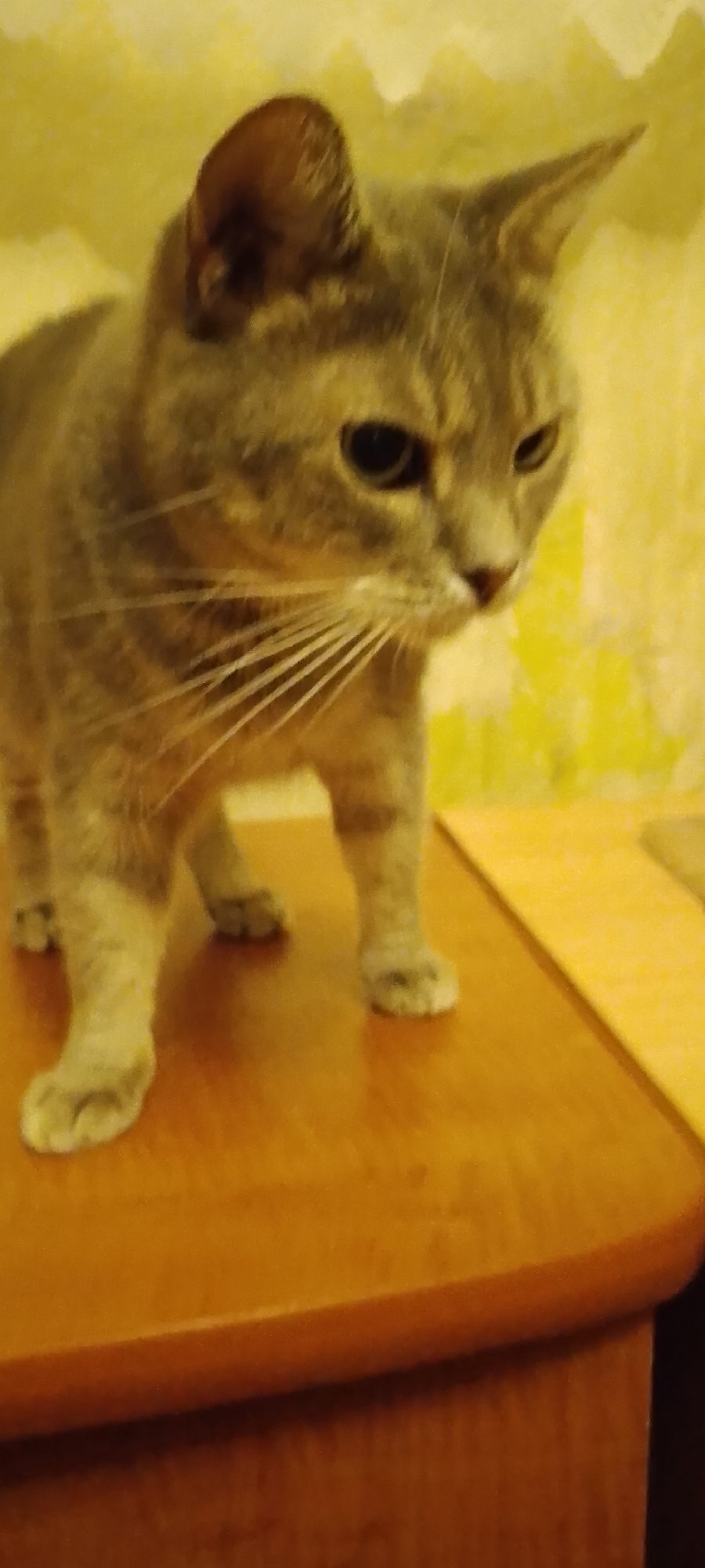 An adult tabby cat stands on a wooden surface in front of a yellow, textured wall. The cat is facing to the right and appears to be looking down. Its fur is a mix of gray and brown stripes. The wooden surface is a medium brown color with a slight sheen, and there is a strip of yellow material on the right side of the frame. The background wall has a mottled yellow pattern, suggesting wallpaper. No specific location in Belgorod, Russia, can be identified from the image.