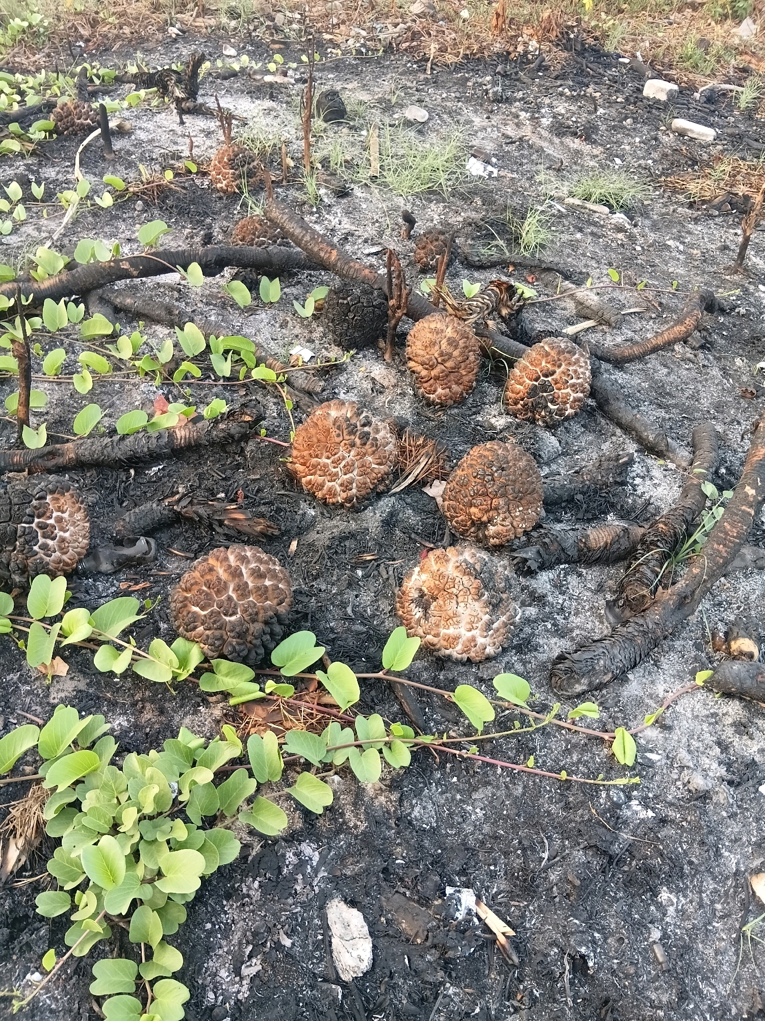 The image depicts a post-fire scene in Cikal, Indonesia. The ground is covered in ash and charred debris, with several burnt plant stems and branches scattered across the surface. In the foreground, a vibrant green vine with heart-shaped leaves is growing, contrasting sharply with the somber surroundings. Several round, brown objects, possibly seed pods or fruits that have been dried and shriveled, are visible amongst the debris. The overall impression is one of nature's resilience, with new growth emerging from a devastated landscape.