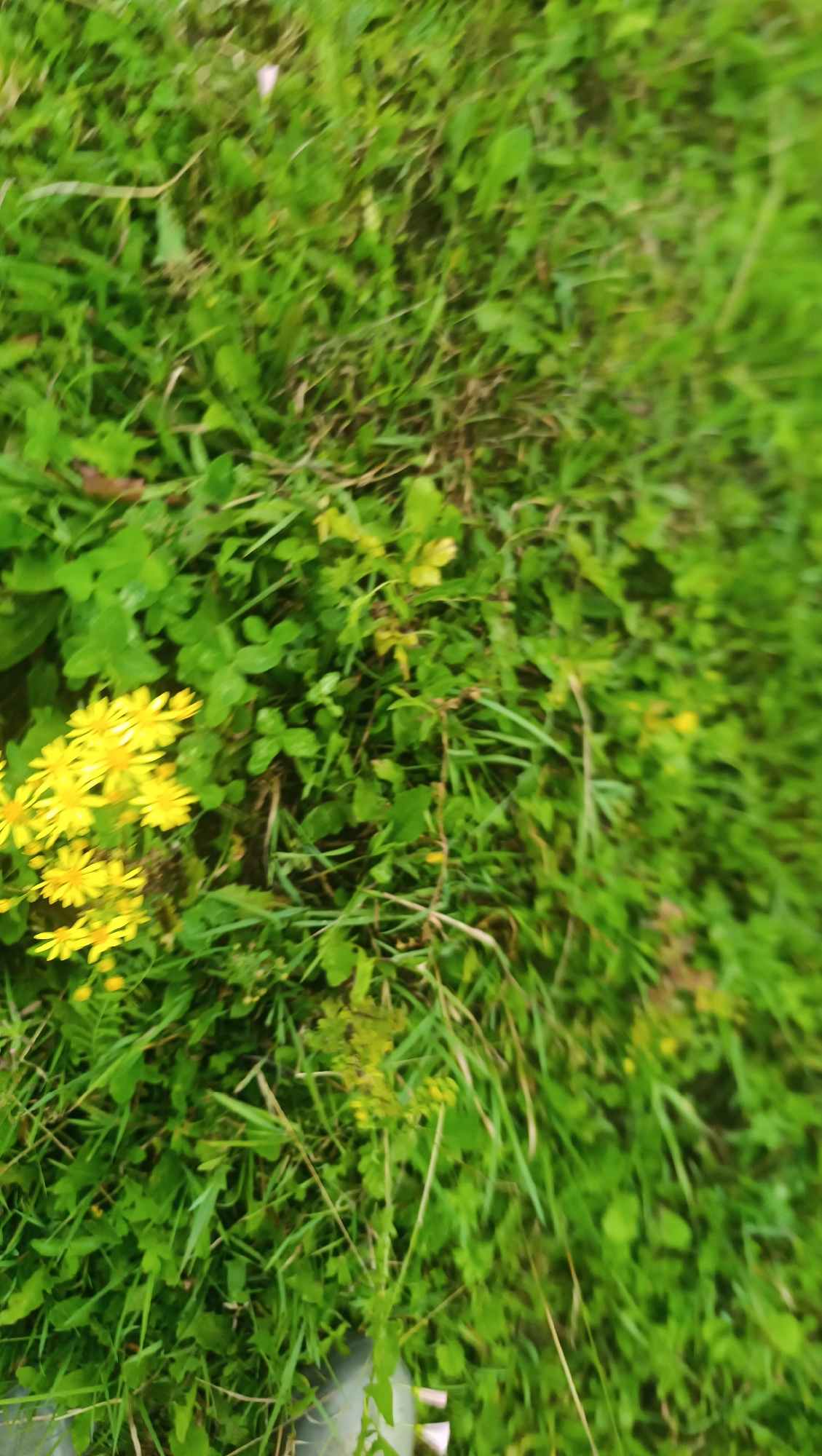The image depicts a close-up, blurry view of lush green grass and some yellow wildflowers. The scene is oriented such that the bottom of the image is to the right and the top is to the left. In the lower left portion of the image, a cluster of small, bright yellow flowers with multiple petals are visible. The surrounding area is densely covered with various types of green foliage, including grass blades and clover-like leaves. There is a slight upward tilt to the scene. The image does not provide any specific visual cues that would allow for identification of a location within the city of Karsha, Russia, or any discernible people, actions, or interactions.