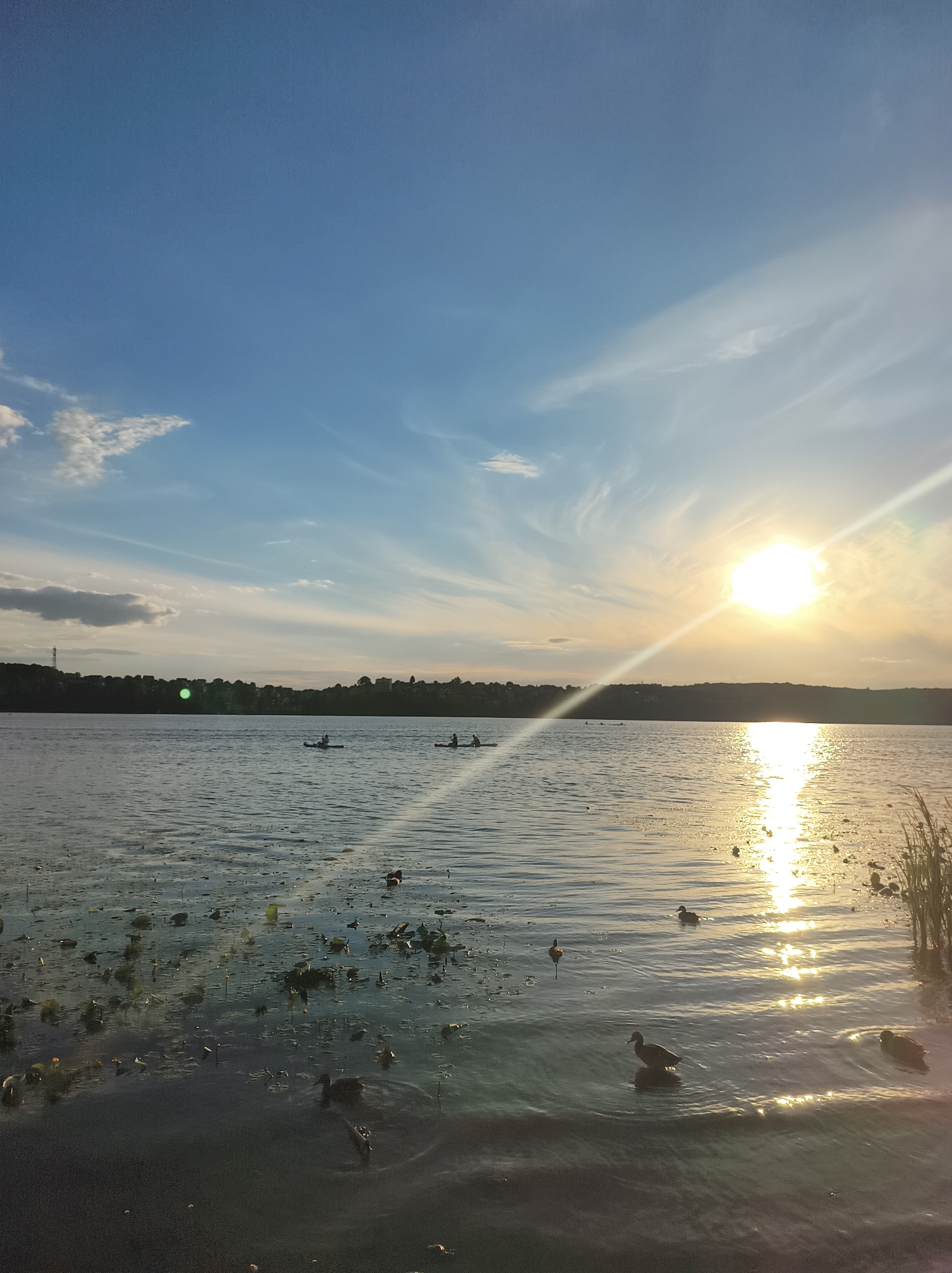 The image depicts a serene sunset over a body of water, likely Ternopil Lake, given the context of Ternopil, Ukraine. The sun, a bright orb, is positioned in the upper right quadrant, casting a warm, golden glow across the water's surface, creating a shimmering reflection that stretches towards the horizon. Wispy white clouds are scattered across a clear blue sky, with the sun’s rays fanning out, creating a lens flare effect.
The water is calm, with gentle ripples disturbing its surface. Patches of aquatic vegetation, possibly water lilies or similar plants, are visible scattered across the foreground and mid-ground, with some ducks swimming amongst them. In the mid-distance, three individuals are seen kayaking, their small boats navigating the tranquil waters. The far shore is lined with trees and the silhouettes of buildings, suggesting a populated area beyond the water. The overall atmosphere is peaceful and tranquil, capturing a moment of natural beauty at the end of the day.