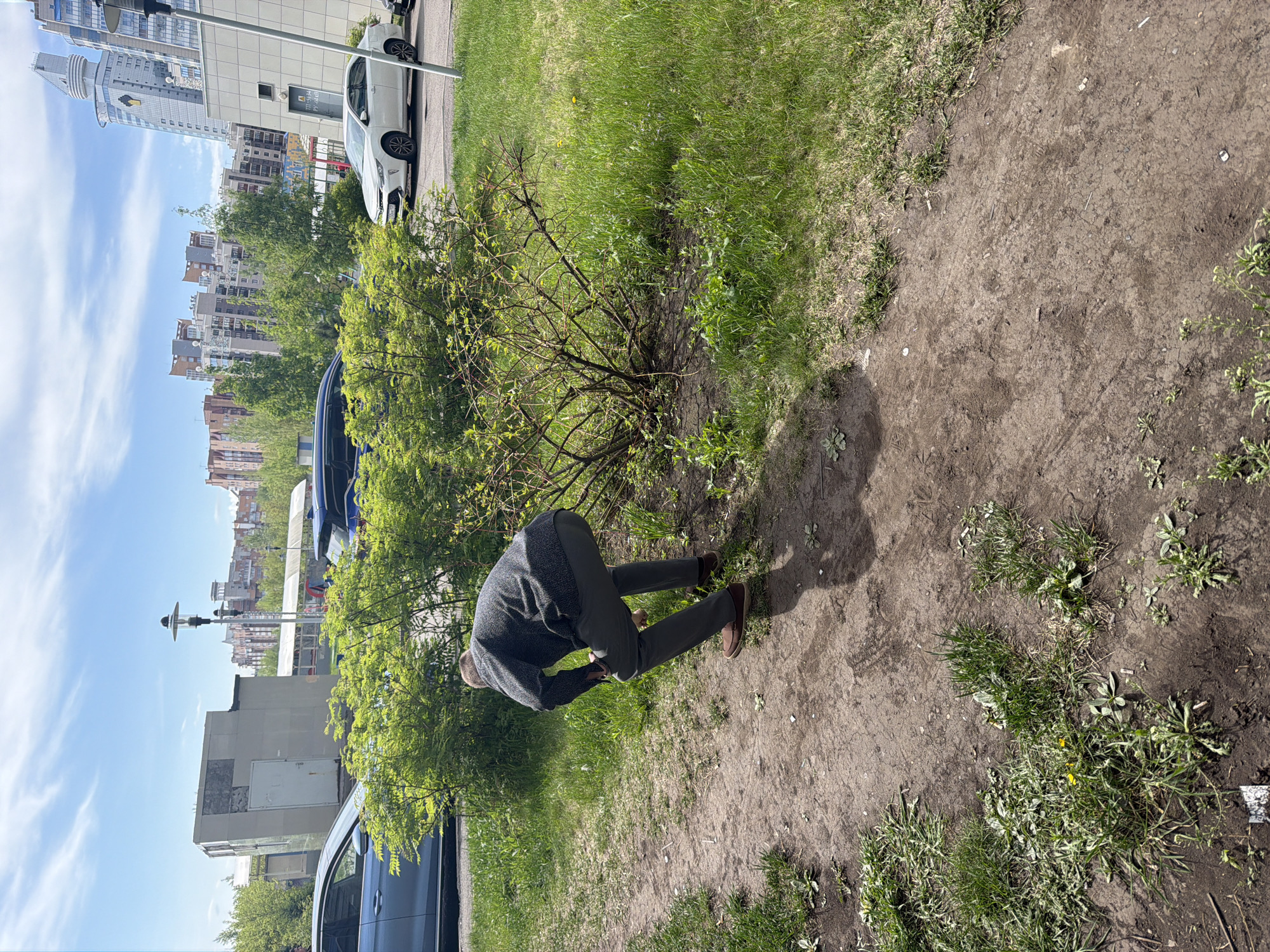 The image shows a man bent over near a bush in a grassy area with dirt patches. He is wearing a grey sweater and pants with brown shoes. In the background are city buildings and cars, suggesting an urban environment. Based on the buildings visible in the background, the location is Krasnoyarsk, Russia. A white car is parked near a light post.