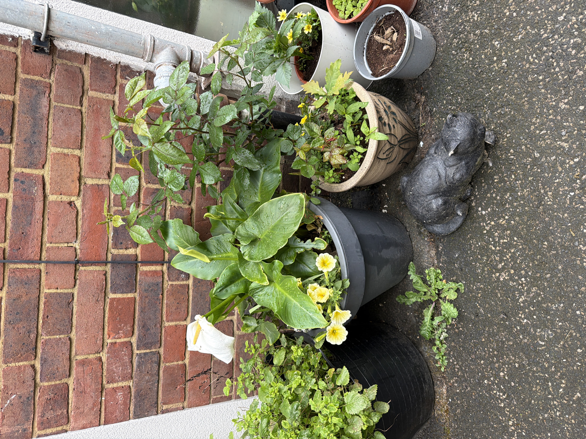 The image depicts a collection of potted plants and a small statue on what appears to be a paved area next to a brick wall. The plants include a white calla lily with green foliage, yellow flowering plants, and various green leafy plants. The pots vary in size, color, and material, including plastic and ceramic. A small, dark-colored statue of a cat is also present. The paved area is wet, suggesting recent rain. The brick wall is made of red bricks with visible mortar. The scene is located in Mole Valley, United Kingdom.
