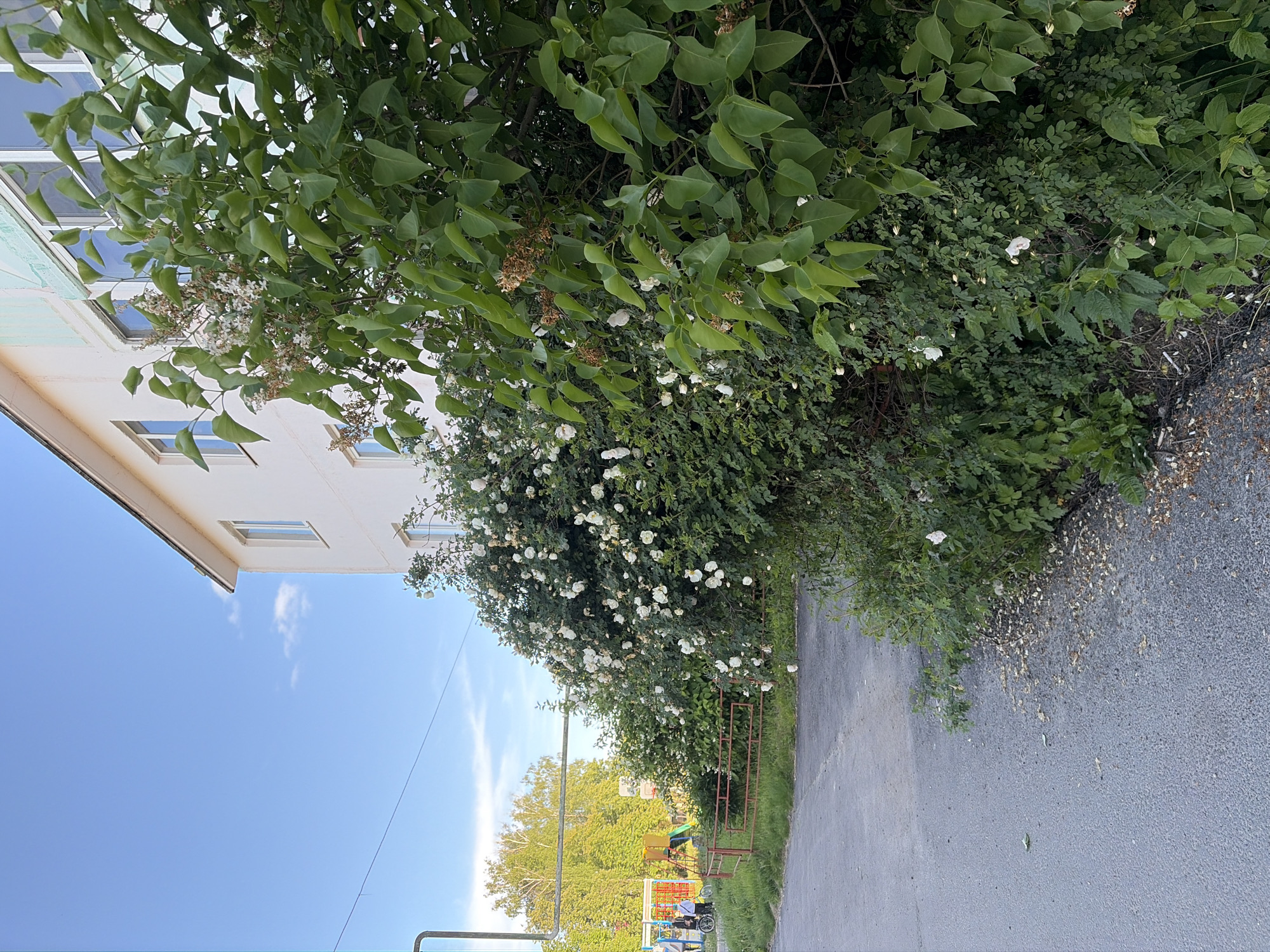 The image shows a street scene in Новинки, Russia. A building is partially visible on the left side, with a blue sky and a few clouds above. A large bush with green leaves and white flowers is on the right side, partially obscuring a path. A playground with colorful equipment is visible in the background. A fence and some overgrown grass line the edge of the path. The path is paved with asphalt.