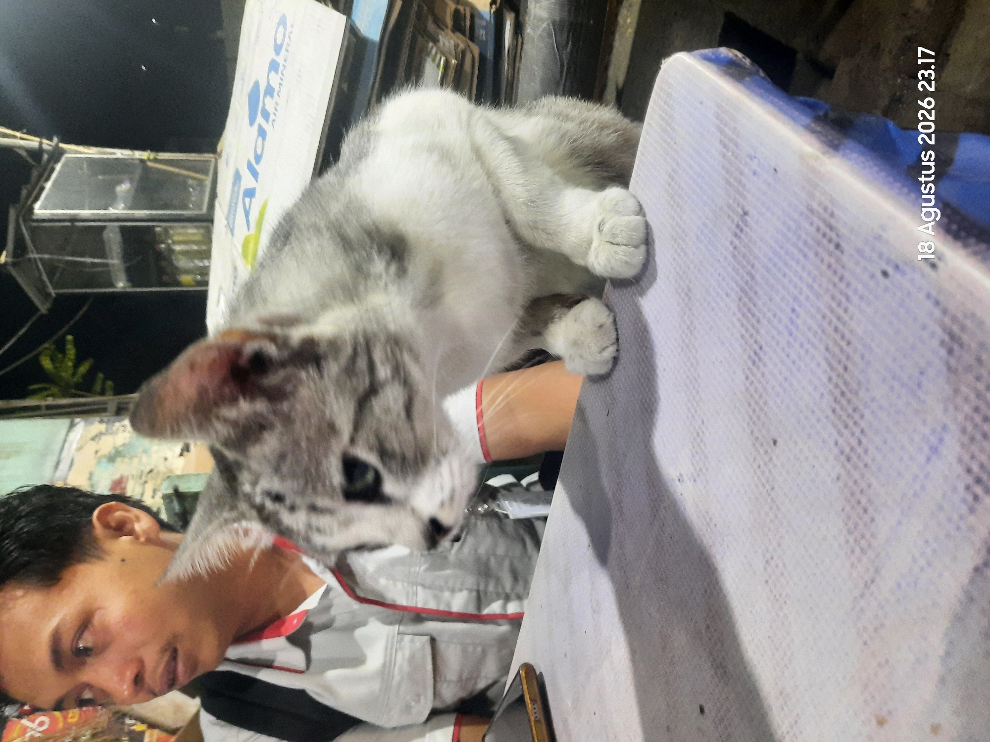The image is a medium shot, taken at night, of a man and a cat sitting at a table. The man, on the left, is wearing a light-colored polo shirt with red trim. He is looking to his left, away from the camera, with a neutral expression. His left arm is visible, resting on the table. To his right, a grey and white cat is seated on the table, facing the camera. The cat's paws are resting on the table surface. In the background, a dimly lit stall with glass panes can be seen, containing bottles. A sign with the word "Alamo" is partially visible on a white surface behind the cat. The table surface is textured and appears to be covered with a light-colored cloth. The timestamp "18 Agustus 2026 23.17" is overlaid on the bottom right corner of the image. The setting appears to be an outdoor, urban environment, possibly a street food stall or a night market in Gending, Indonesia.