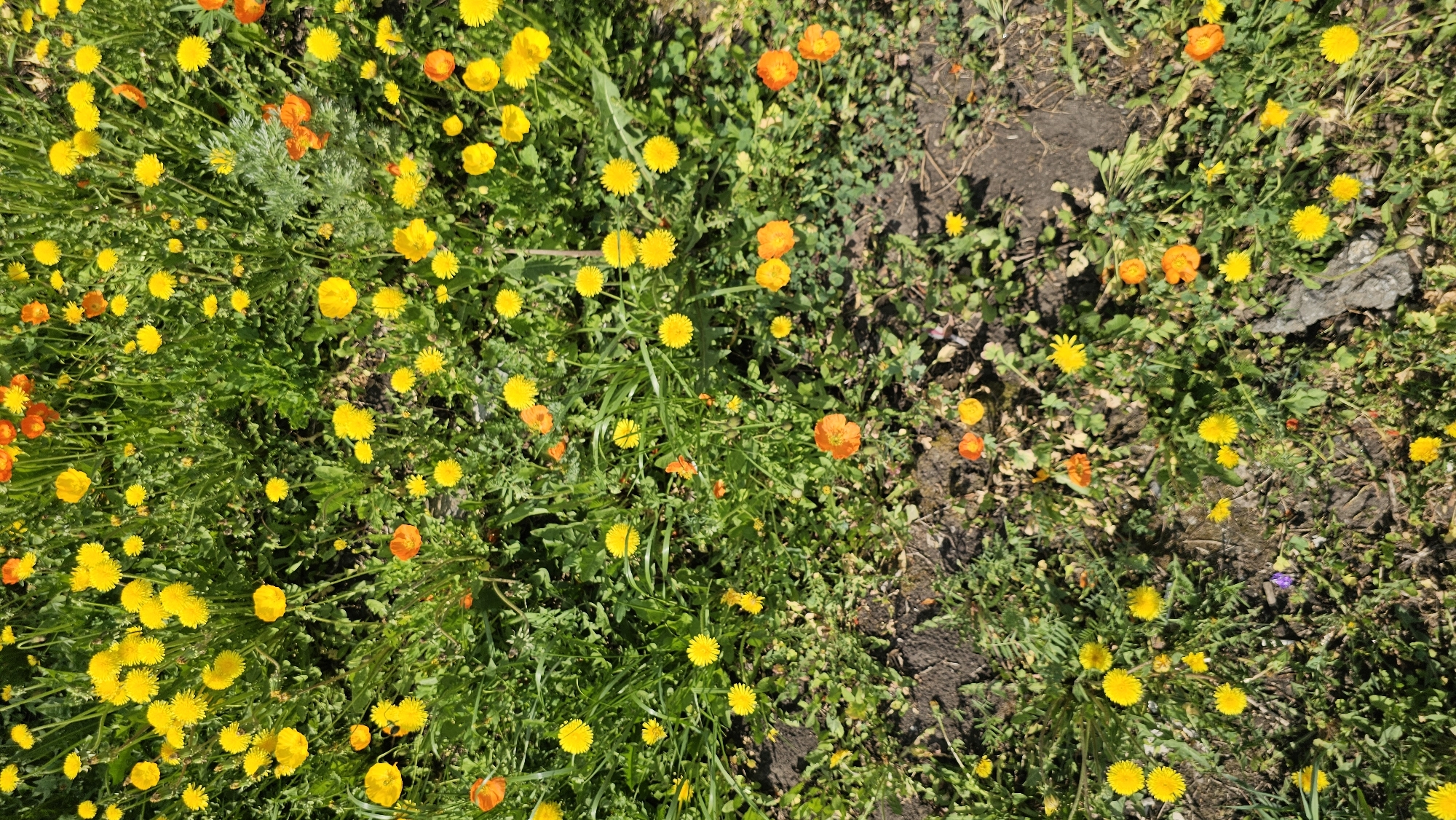 The image shows a patch of land covered in vegetation, primarily low-growing green plants interspersed with numerous yellow and orange flowers. The ground is partially exposed in some areas, revealing dark soil. The flowers are small and densely packed, creating a colorful, textured surface. The scene appears to be outdoors in a natural or uncultivated area in the city of Unknown, Unknown.