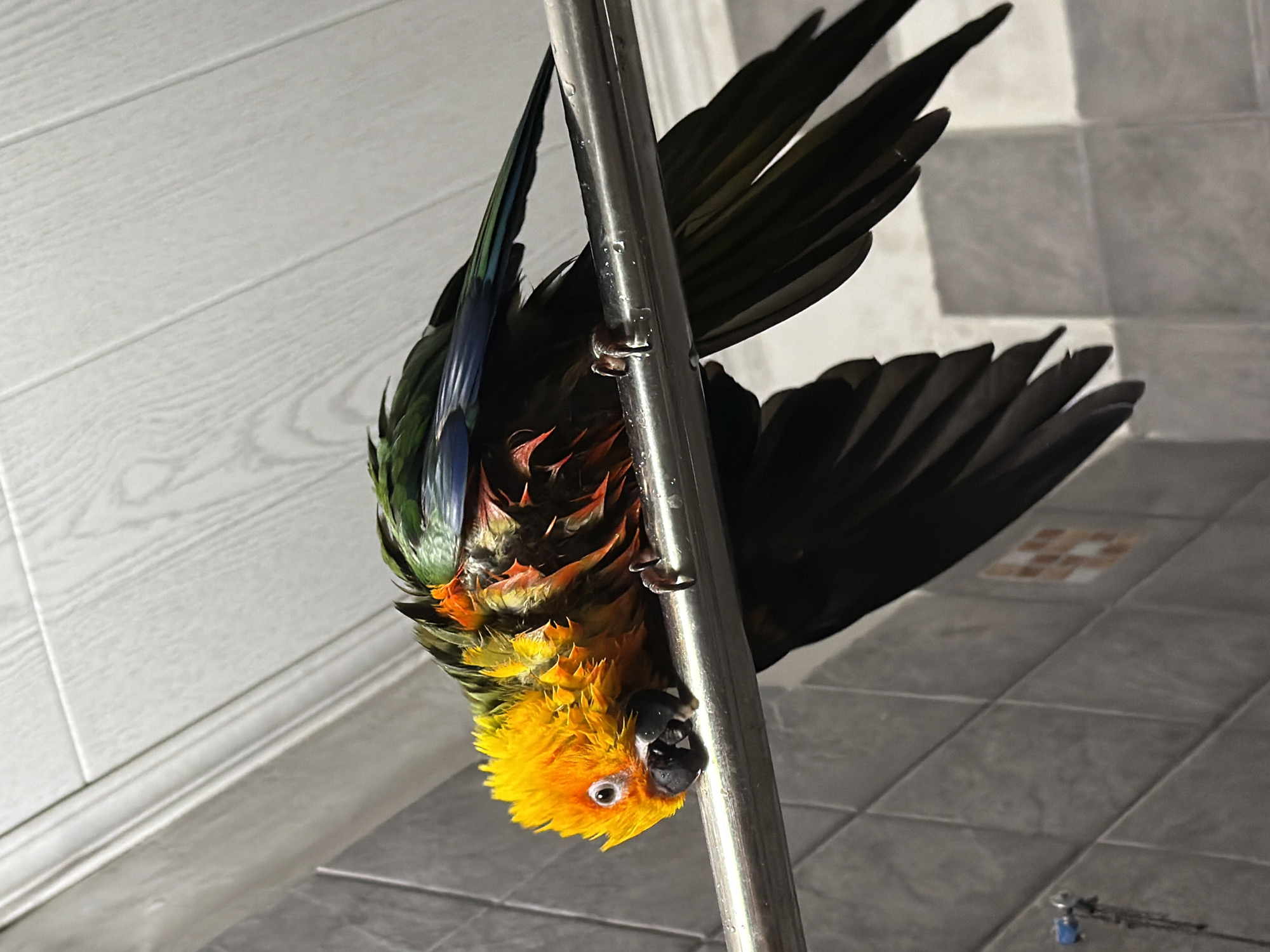 A vibrant, wet, sun conure parrot is hanging upside down from a shiny, silver metal rod, likely a shower fixture, in what appears to be a bathroom. The parrot's head is yellow and orange, and its body is a mix of green, red, and blue feathers. Its wings are black. The parrot is gripping the rod with its feet. The background includes white wooden-like paneling on the wall and gray tiled flooring. The scene appears to be indoors. Location: No location information provided. Russia has been provided.