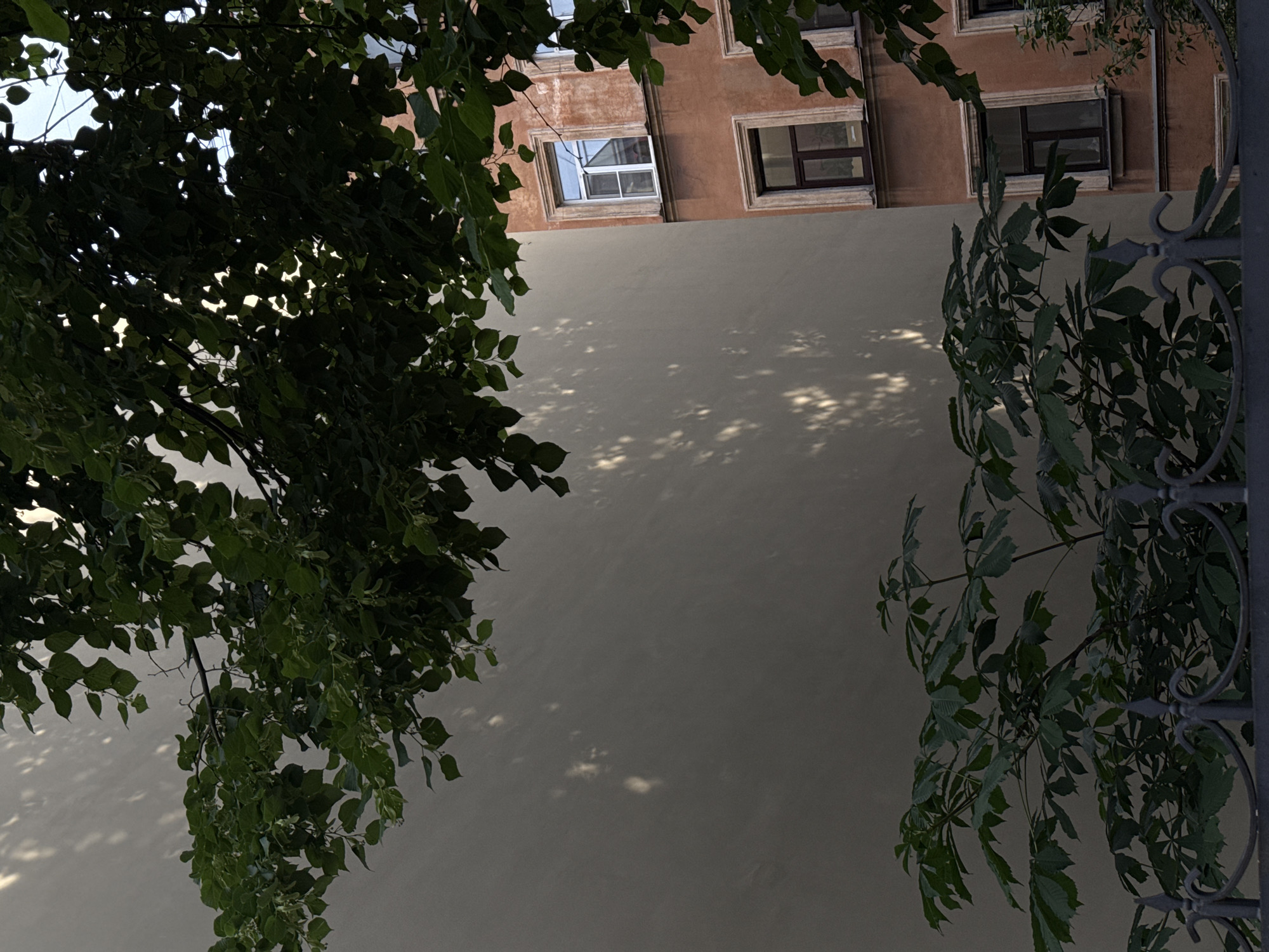 The image depicts a close-up view of an urban scene, likely in Saint Petersburg, Russia, characterized by the juxtaposition of a light-colored building wall and an adjacent ochre-colored building. Lush green foliage from trees hangs into the frame from the top and the lower left, casting dappled shadows on the lighter wall, suggesting a sunny day. The ochre building has several windows with dark frames; one window on the upper floor shows a white frame, possibly indicating a modern replacement or a detail within the window itself. A dark metal fence with decorative elements is visible in the lower part of the image, partially obscured by greenery. The overall impression is one of a quiet, residential street bathed in natural light, with elements of both nature and architecture prominent in the composition. There are no people or animals visible in the frame.