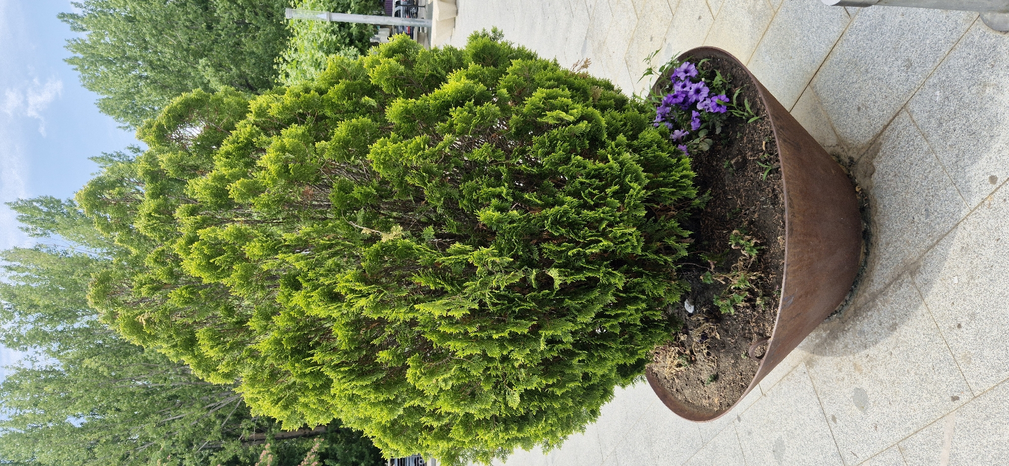 The image displays an outdoor scene featuring a large, round, green shrub planted in a rusted metal planter. The planter is situated on a paved walkway made of light-colored, speckled stone tiles. The shrub is the dominant subject, its dense foliage filling the left side of the frame. To the right of the shrub, within the planter, are a few small purple flowers.
In the background, trees with green leaves are visible, suggesting a natural or park-like setting. The sky, partially visible at the top left, appears to be blue with some light clouds. The lighting suggests it is daytime, likely a clear day. There are no people visible in the image. The focus is on the vegetation and the planter. The overall impression is one of an urban green space or a landscaped area.