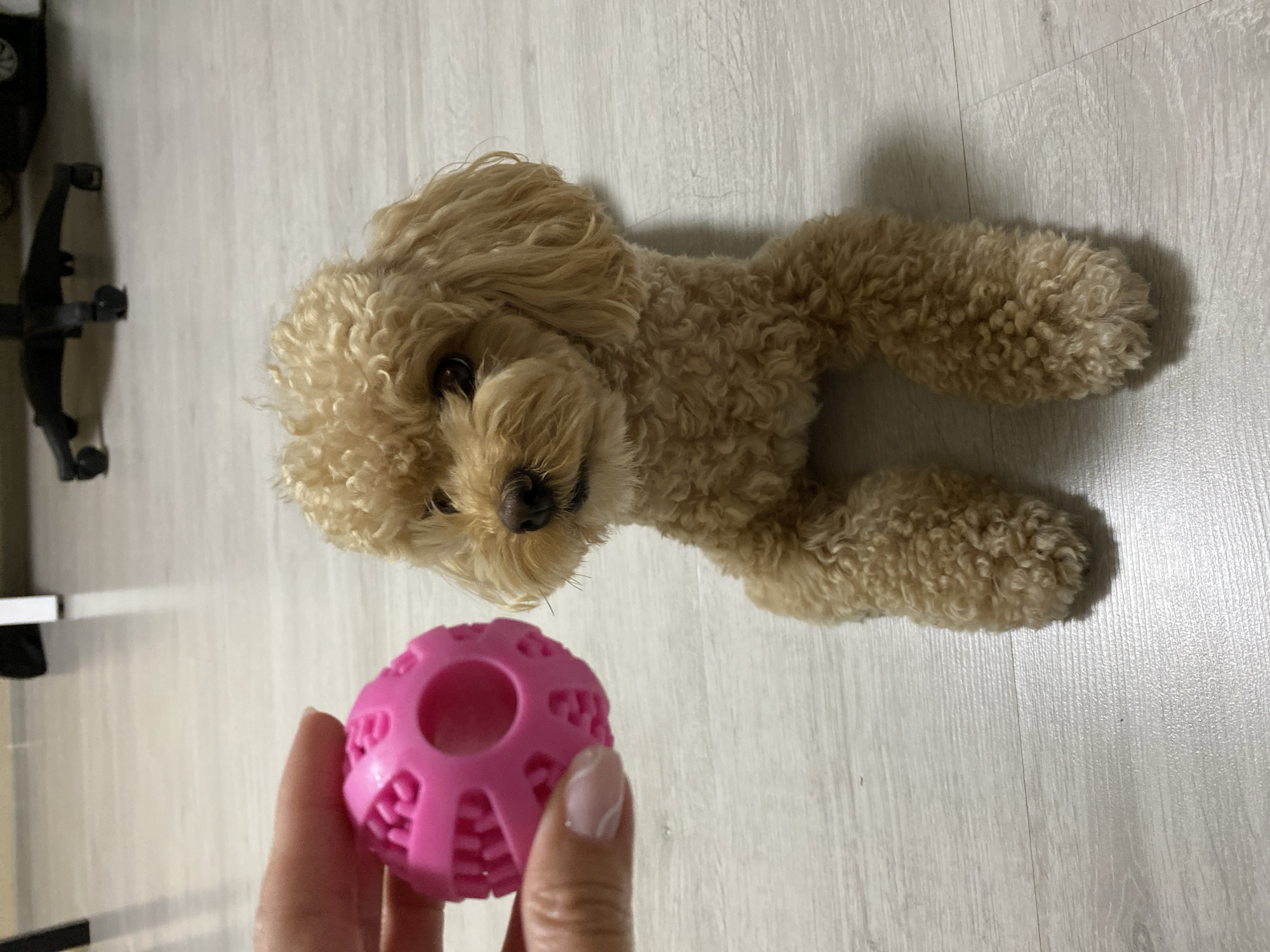 In Pavlovo, Russia, a toy poodle with curly tan fur lies on a light-colored, wood-grain floor. The dog is looking towards the left of the frame. In the upper left quadrant of the image, a person's hand is holding a bright pink, hollow, spiky ball toy. The background shows a blurry image of office chairs and part of a desk.