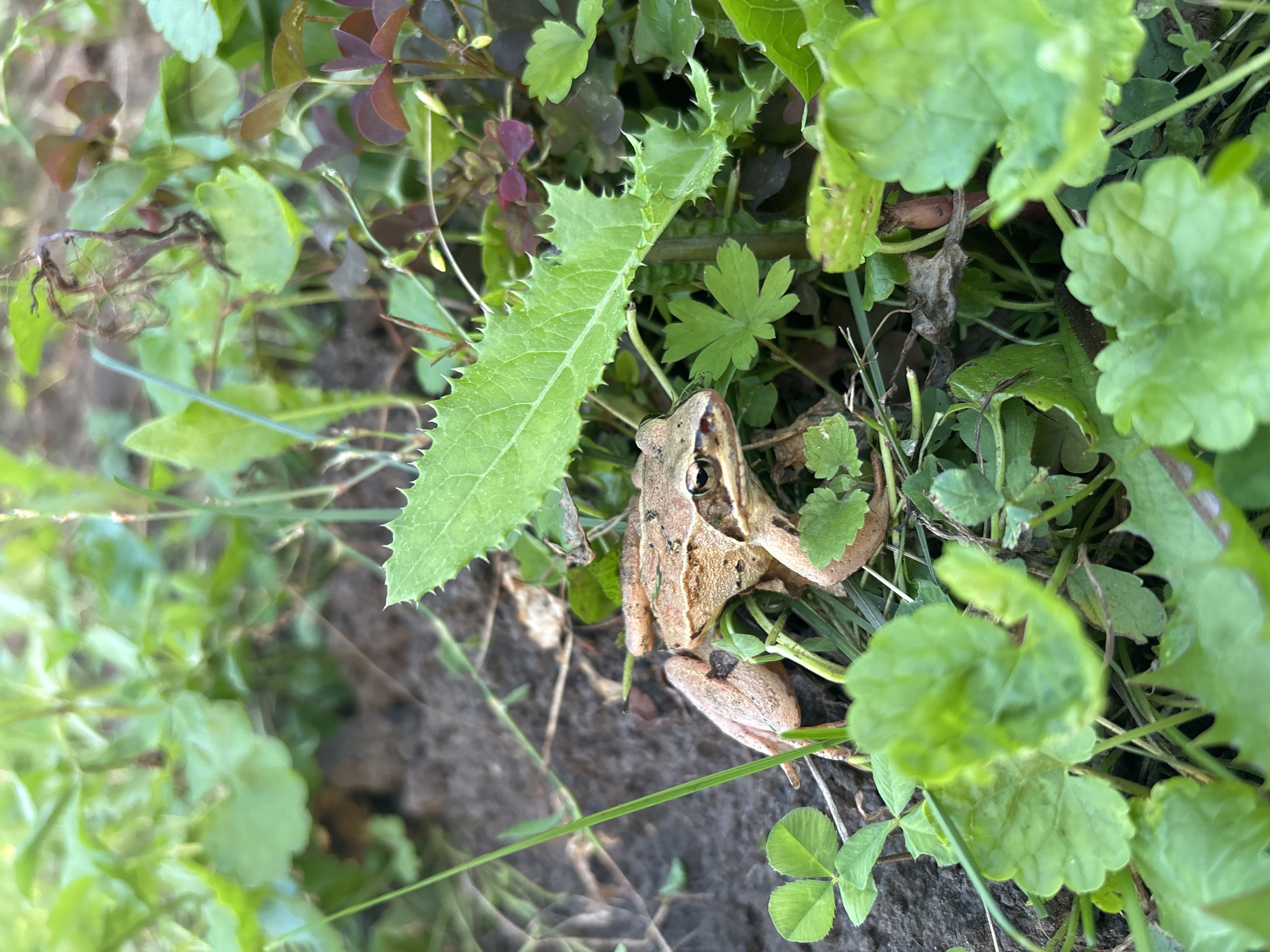 A brown frog is seen in the undergrowth of Bobrovka, Russia. The frog is positioned amongst various green plants and soil. The environment appears to be a natural outdoor setting, possibly a garden or wooded area, with a focus on the small amphibian.