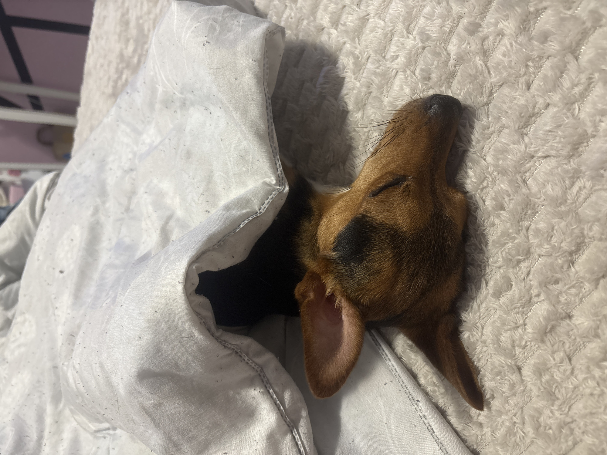 A brown and black dog is asleep under a white blanket on a textured white surface. The dog's head, with closed eyes, is visible on the surface. The dog's body is partially covered by the blanket. The location is not evident.