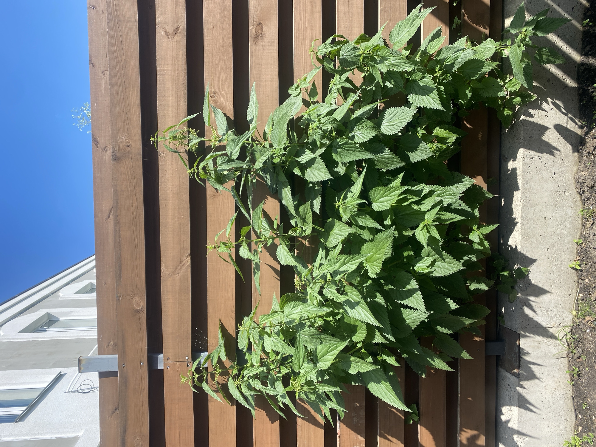 A close-up shot captures a dense cluster of green stinging nettles growing against a vertical wooden fence. The nettles are lush and vibrant, with serrated leaves and delicate, almost feathery flower spikes. They appear to be leaning and draped over the fence, suggesting they have grown quite tall.
The fence itself is made of vertical wooden planks, stained a warm brown. The grain of the wood is visible, and some planks show faint knots. Sunlight casts sharp, angular shadows of the nettles onto the fence, creating a dappled effect. To the right of the fence, a concrete path or border is visible, also with shadows from the plants. Beyond the concrete, dark soil is visible, with a few small weeds or young plants sprouting.
In the upper left quadrant of the image, a sliver of bright blue sky is visible, indicating a clear day. On the far left, a portion of a modern white building with several geometric windows is seen, angled away from the fence. A metal bracket is attached to the fence.
The overall scene suggests an outdoor environment, possibly a garden or a yard in Novi Petrivtsi, Ukraine. The strong sunlight and clear sky point to a time of day during daylight hours, likely late morning or afternoon given the angle of the shadows. There is no text visible in the image. The mood is serene and natural, focusing on the plant life and its interaction with the man-made structures.