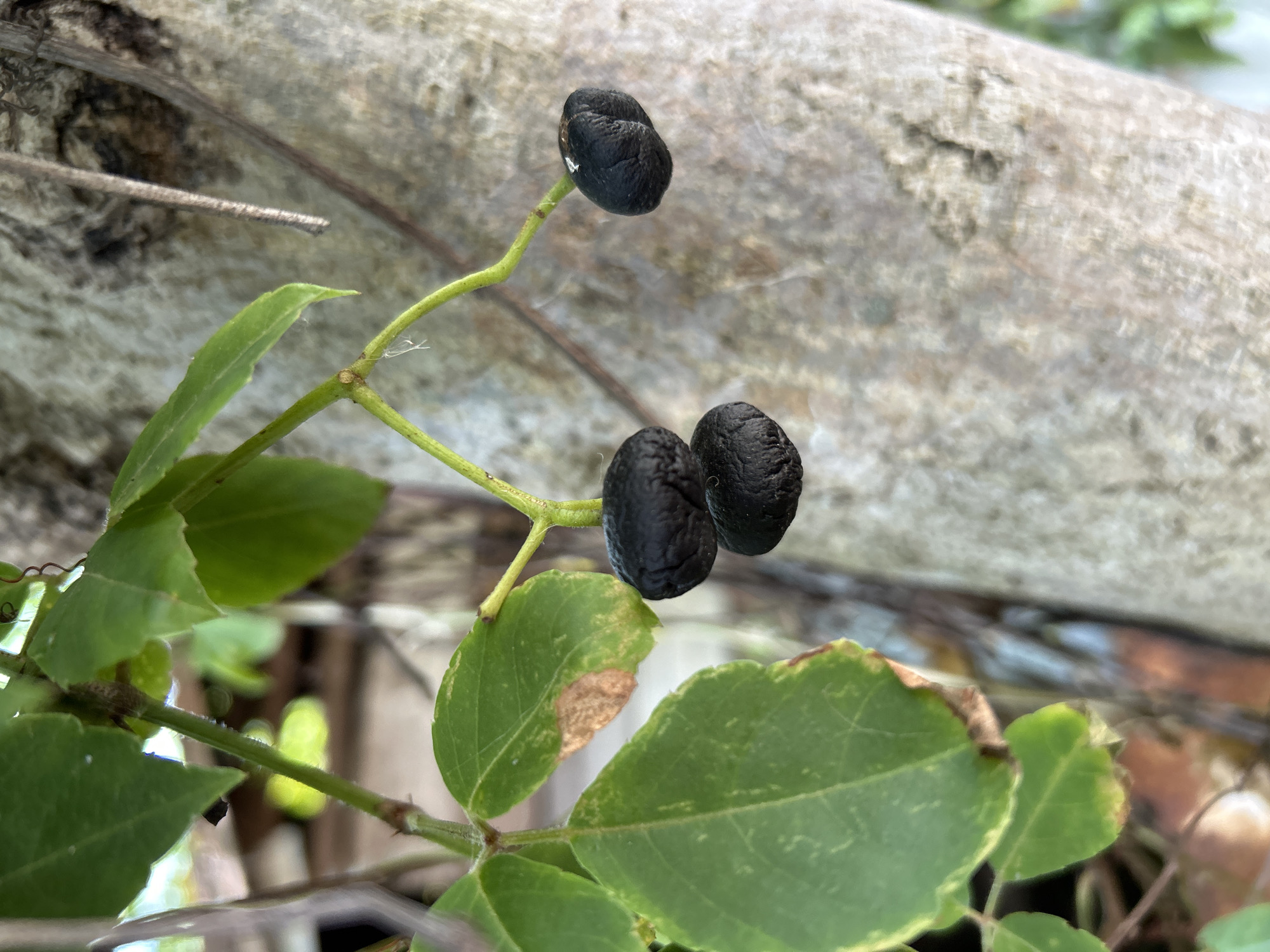 A close-up, eye-level shot focuses on three dark, shriveled berries hanging from a thin green stem. The berries are clustered together, with two berries touching and a third slightly to the right. The surface of the berries appears dry and textured. To the left of the berries, several green leaves are visible, some showing slight browning and damage along the edges. A thick, textured tree trunk occupies the background, out of focus. Thin, vine-like tendrils are also present in the background, intertwined with the tree trunk. The lighting suggests it is daytime, possibly overcast, with soft shadows. The scene is set outdoors, likely in a garden or natural setting within Banda Aceh, Indonesia.