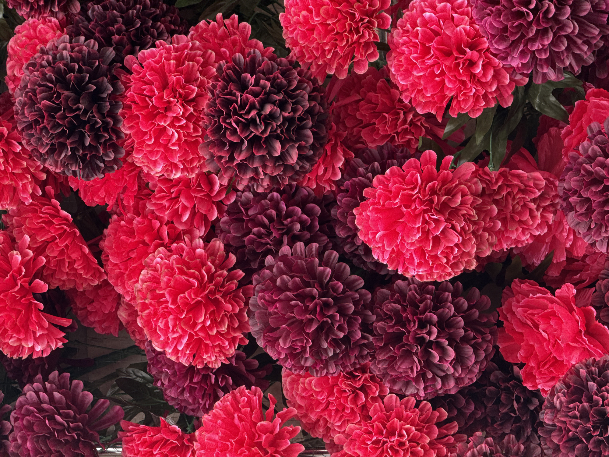 The image displays a vibrant, full-frame close-up of a dense arrangement of artificial flowers. No people are visible.
The primary subjects are numerous floral blooms, almost entirely filling the view, creating a rich tapestry of color and texture. The flowers display two dominant color groups: bright, vivid reds, ranging from intense fuchsia to warm crimson, and deep, muted maroons or dark purplish-reds. These colors are interspersed throughout the composition, creating a striking contrast and visual depth. Each flower head is characterized by a multitude of intricately ruffled and layered fabric petals, giving them a full, voluminous, and often pom-pom-like or dahlia-esque appearance. The varying shapes and sizes of the individual petals contribute to a detailed and soft texture across the display.
Hints of dark green foliage are subtly visible between some of the dense floral clusters, suggesting that these are part of a larger decorative piece, possibly a floral wall, ceiling installation, or an expansive bouquet. The lighting is soft and even, highlighting the rich colors and the delicate textures of the petals without harsh shadows, indicating either controlled indoor lighting or diffused natural light.
No specific activity or event is taking place; the image captures a static decorative display. The uniformity and pristine condition of the blooms strongly indicate they are artificial flowers, likely made of fabric or synthetic materials. The overall impression conveyed is one of lush abundance, warmth, and festivity. There is no visible text in the image. The location is an unknown indoor setting, possibly a venue or commercial space utilizing extensive floral decoration.