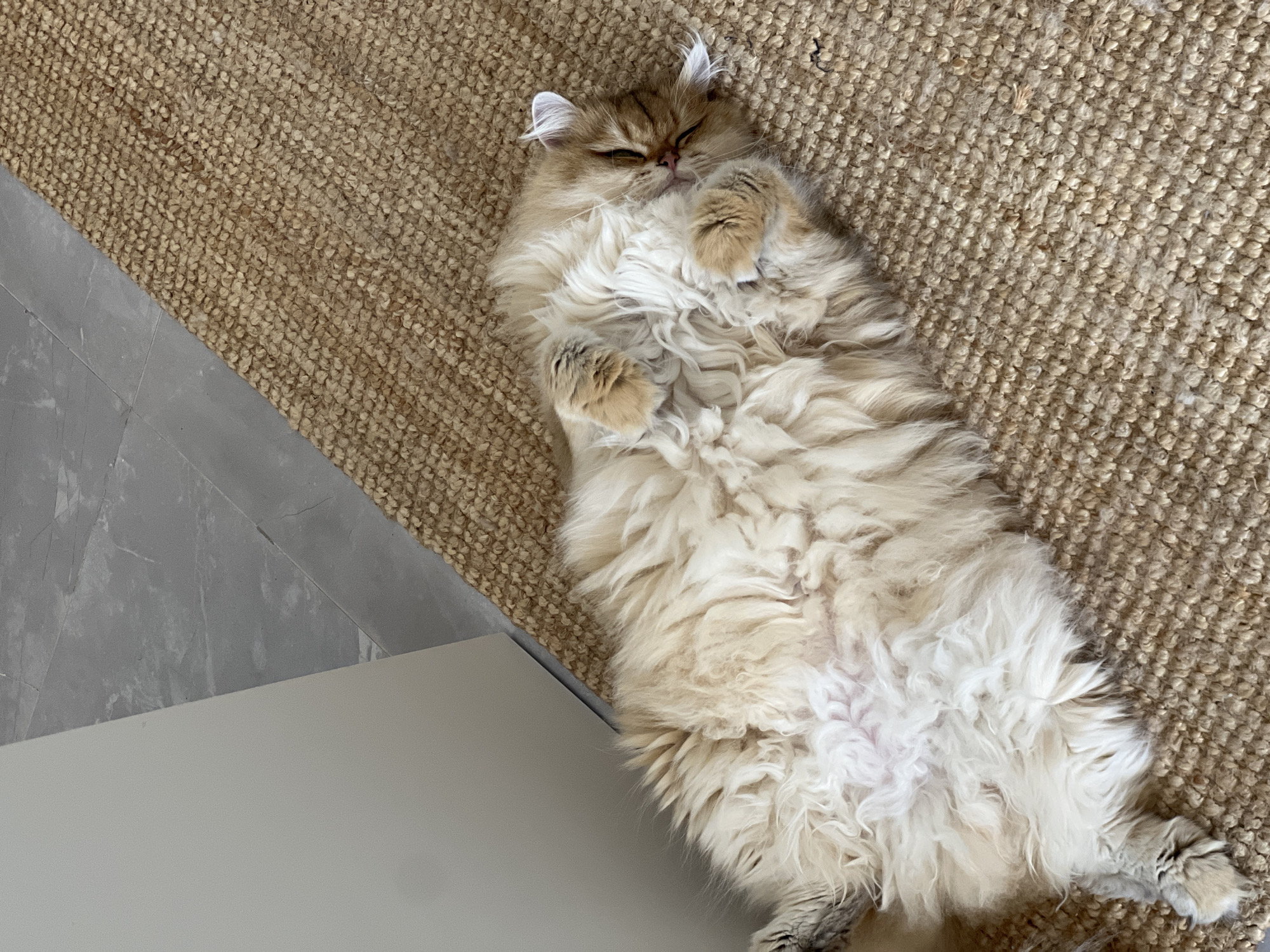 A fluffy, long-haired cat with golden-brown fur is sleeping on its back on a textured, light brown rug. The cat's belly is exposed, and its paws are curled up near its head. Its eyes are closed, and its face is relaxed. The background consists of a light-colored wall on the left and a gray tiled floor. The scene appears to be indoors, likely in a home. The image does not contain any identifiable landmarks or elements that would place it in Aksu, Turkey.