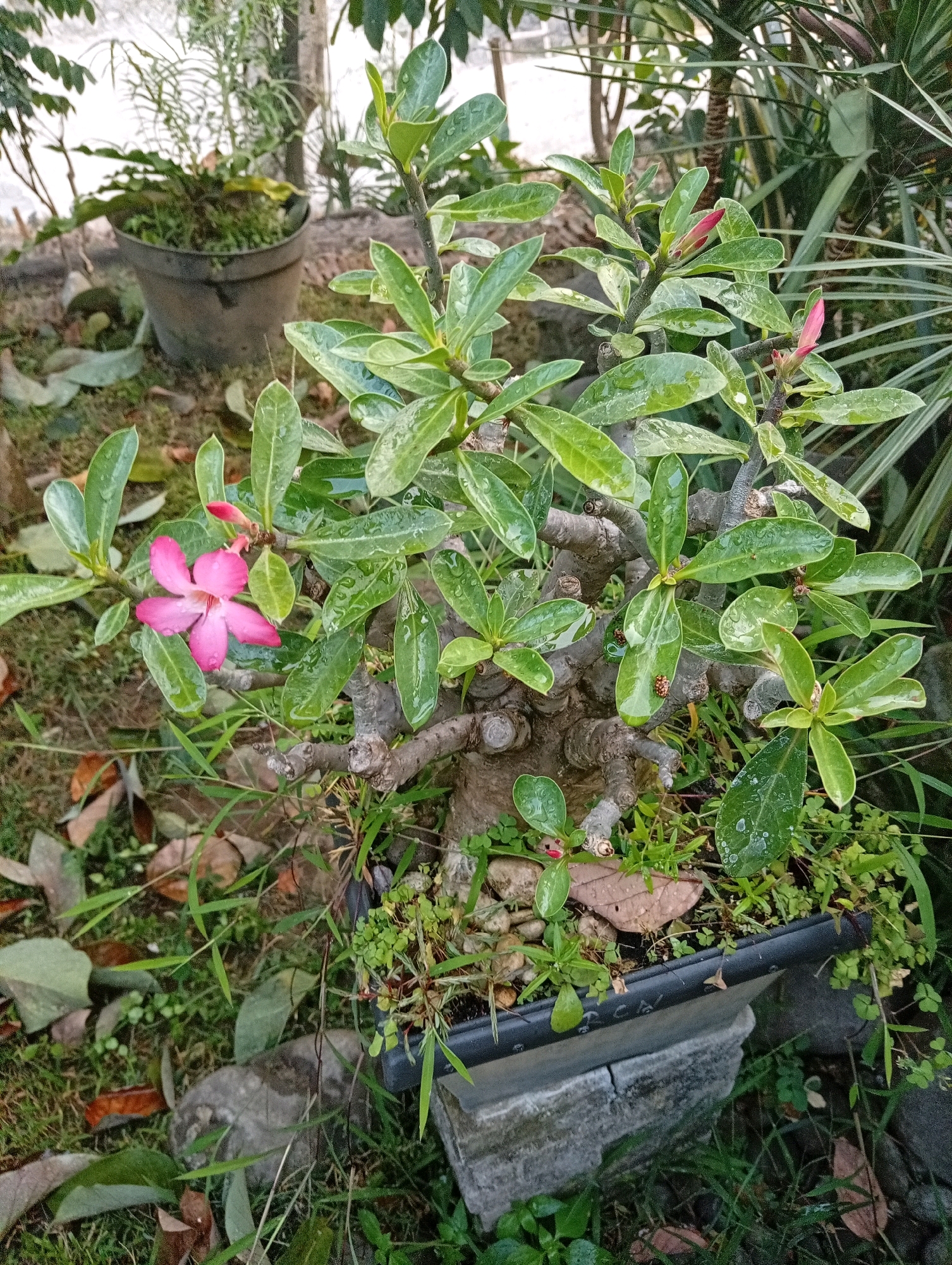 An adenium plant with lush green leaves and a single pink flower is the main subject, positioned in a black rectangular pot resting on two concrete blocks. The plant is situated outdoors in an environment with scattered dry leaves and grass. In the background, another plant in a dark pot is visible, along with foliage and a tree trunk. The scene appears to be a garden or yard, likely located in a residential area of Kediri City, Indonesia, given the type of flora and common landscaping. The lighting suggests it is daytime, possibly after a light rain, as evidenced by water droplets on the leaves. There are no people or animals present in the image.