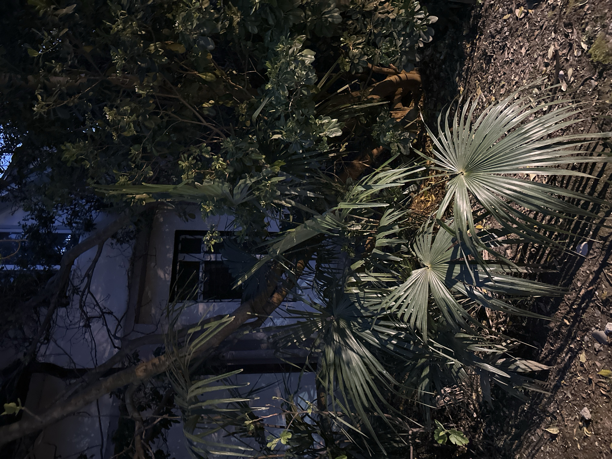 A nighttime image captures a lush outdoor scene, likely a garden or courtyard, adjacent to a light-colored building in Sochi, Russia. The verdant vegetation dominates the frame, illuminated by artificial light sources that create strong highlights and deep shadows.
In the foreground and towards the right, a prominent palm tree with broad, fan-shaped fronds is visible, its unique leaf structure casting distinctive shadows on the dark soil. Various other plants are interspersed throughout the scene, including dense bushes with smaller, rounded leaves and some with more elongated, spiky foliage, all appearing in shades of dark green, grey, and blue under the nocturnal lighting.
On the left side of the image, partially obscured by intertwining tree branches, is a section of a light-colored building, possibly white or pale grey. Dark windows, one appearing to have grilles or heavy frames, are visible within the building's facade. The dense, somewhat tropical nature of the plants, including the palm, aligns with the subtropical climate of Sochi.
The ground on the right is dark, covered with soil and sparse, fallen leaf litter. The time of day is clearly night, as indicated by the dark sky glimpsed through the branches and the dramatic interplay of light and shadow on the foliage and building. No people, specific activities, or visible text are present in the image.