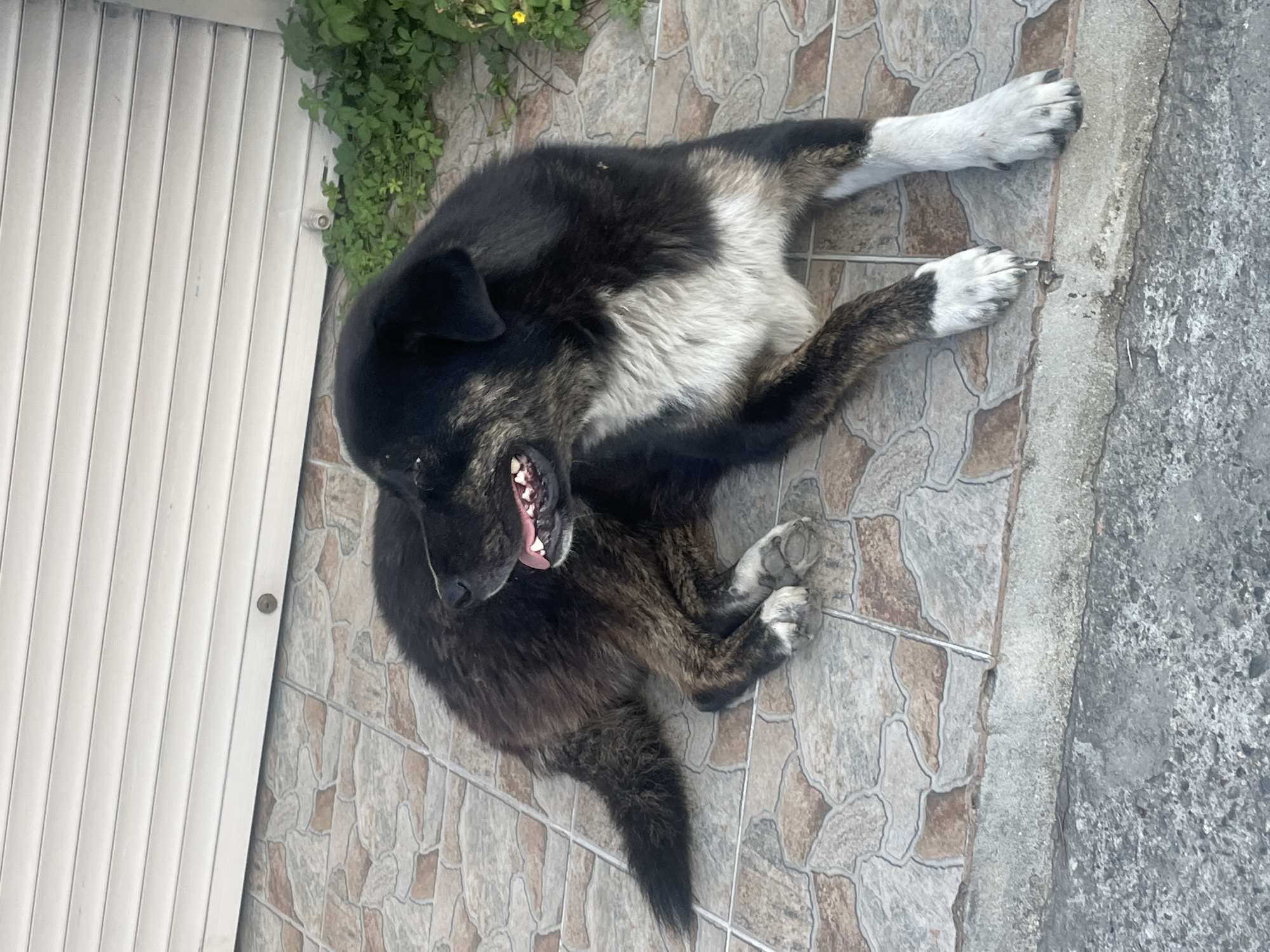 An adult dog with black and tan fur, a white chest, and white paws lies on a tiled patio in front of a closed white rolling shutter. Green foliage is visible to the right of the dog. The scene appears to be outdoors, possibly in a residential area, but there is no specific information about the location in Baranovka, Russia.