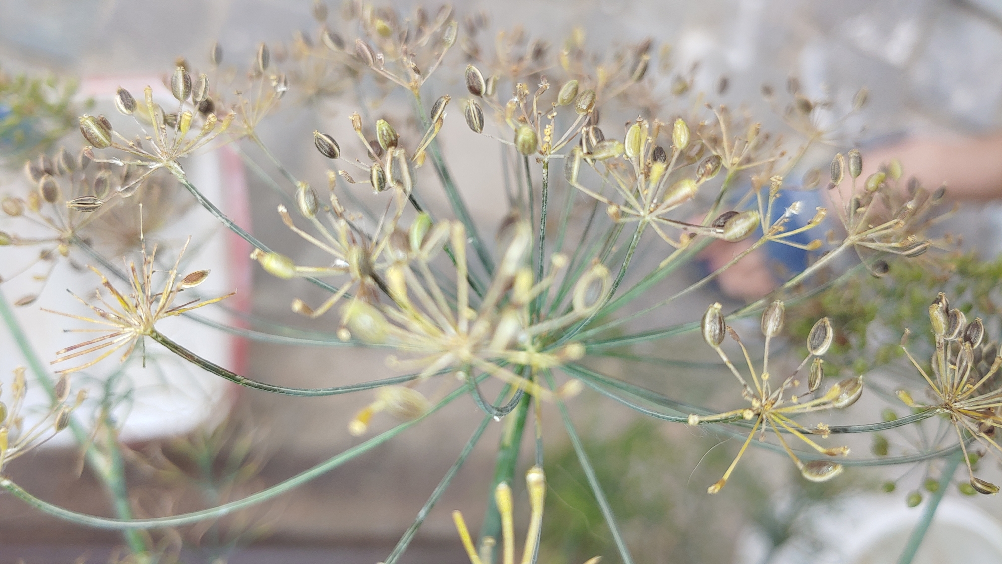 The image shows a close-up, vertical shot of dill seed heads with many small, oval-shaped seeds. The dill plant is the primary subject, with its delicate stems and feathery appearance. The seeds are in various stages of development, with some appearing green and plump, while others are smaller and darker, likely mature. The background is blurred and out of focus, suggesting a shallow depth of field. Hints of green foliage are visible beneath the seed heads, and a light-colored, textured surface, possibly concrete or pavement, forms the backdrop. A portion of a person's leg, wearing blue shorts, is faintly visible in the lower right quadrant of the image, indicating the presence of a person in the scene, though their interaction with the dill is not clear. The lighting appears to be natural daylight, with soft shadows and a slightly muted color palette. There is no discernible information about the specific location in Mukachevo, Ukraine, beyond what can be inferred from the general outdoor environment.
