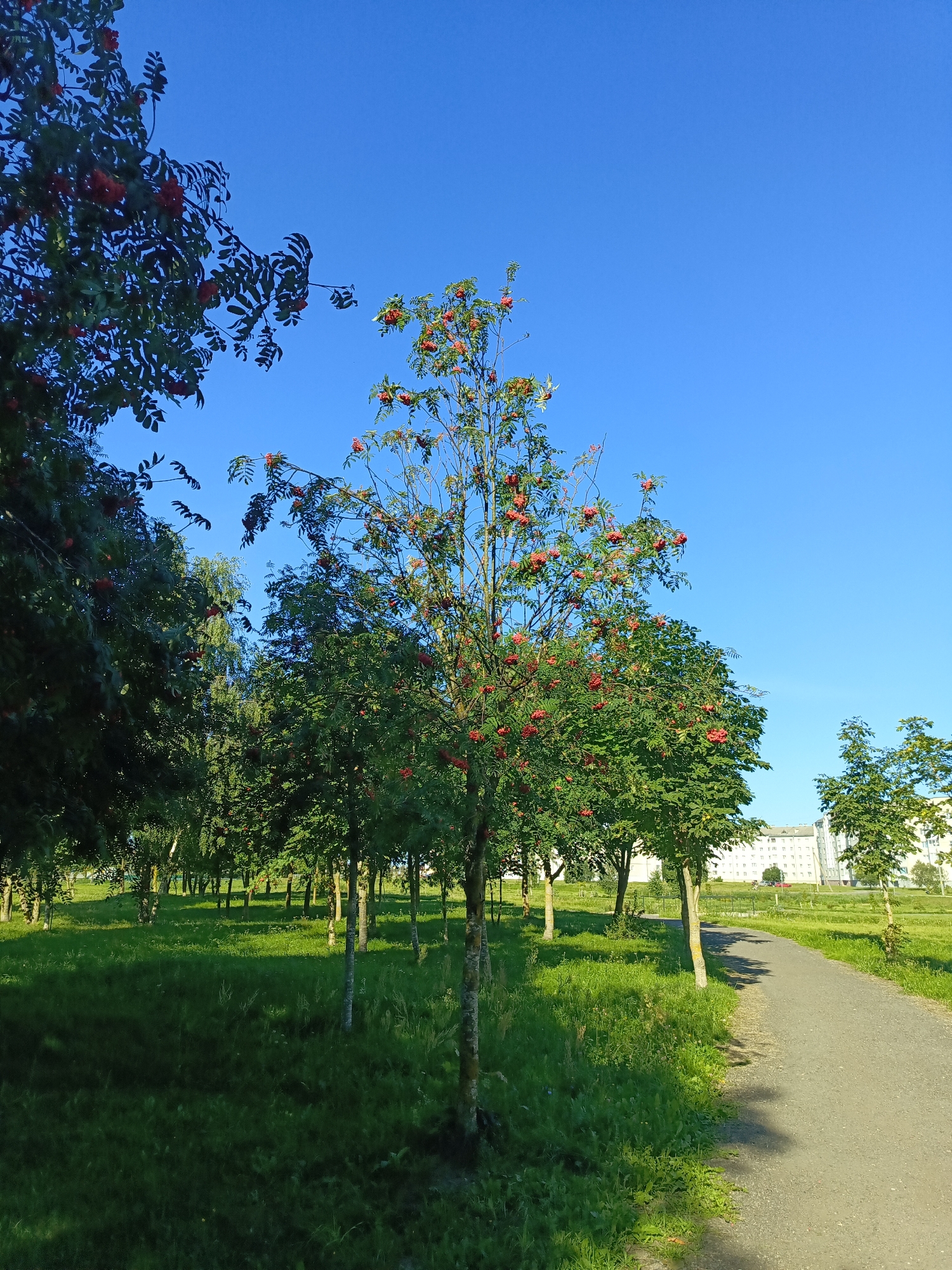 A clear, sunny day is depicted in this image, showing a park with a paved path curving to the right. The path is bordered by a lush green lawn and several trees. In the foreground, to the left, a rowan tree laden with bright red berries stands out against the deep blue sky. The tree to its left is also full of red berries and foliage. Further into the park, more trees are visible, some with red berries, creating a dappled shade on the grass. In the background, a light-colored multi-story building with numerous windows can be seen, suggesting an urban or suburban setting. The image captures a serene park environment, likely in Ivatsevichy, Belarus, given the context.