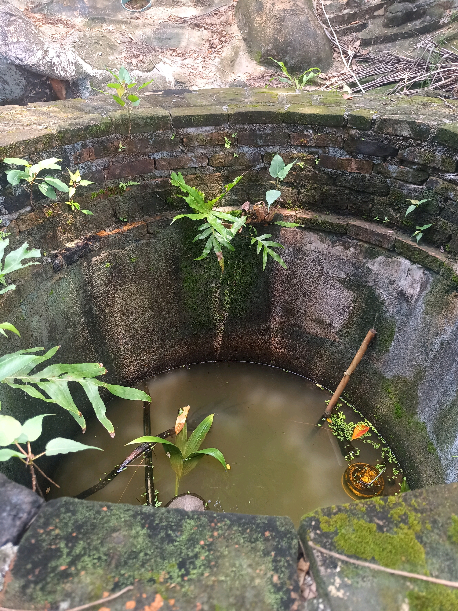 A high-angle shot captures the interior of an old, circular well in Sai Thai, Thailand. The well's brickwork, weathered and partially covered in moss, forms the structure. Lush green vegetation sprouts from the edges and within the well itself. The water within the well is murky and still, with a few small plants and a thin stick floating on the surface. In the lower right section of the well, a small, round, golden object rests partially submerged in the water. The surrounding environment appears overgrown and natural, with stones and dried foliage visible at the top of the frame.