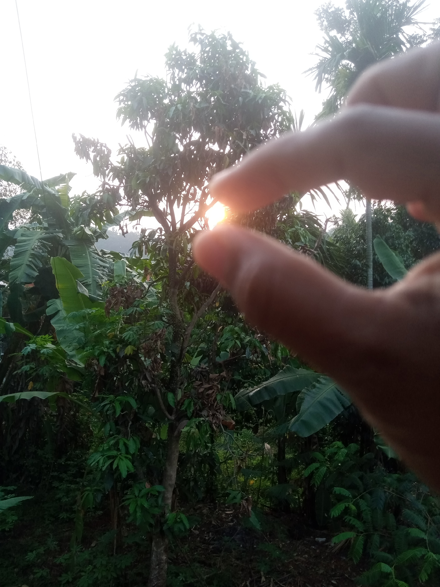 In Cibinong, Indonesia, a hand is shown in the foreground, obscuring the sun as it sets behind a cluster of trees and lush vegetation. The trees, some with prominent trunks and branches, are densely packed, with large leaves characteristic of banana plants visible amongst them. The lighting suggests it is late afternoon or early evening. The scene is natural and outdoors.