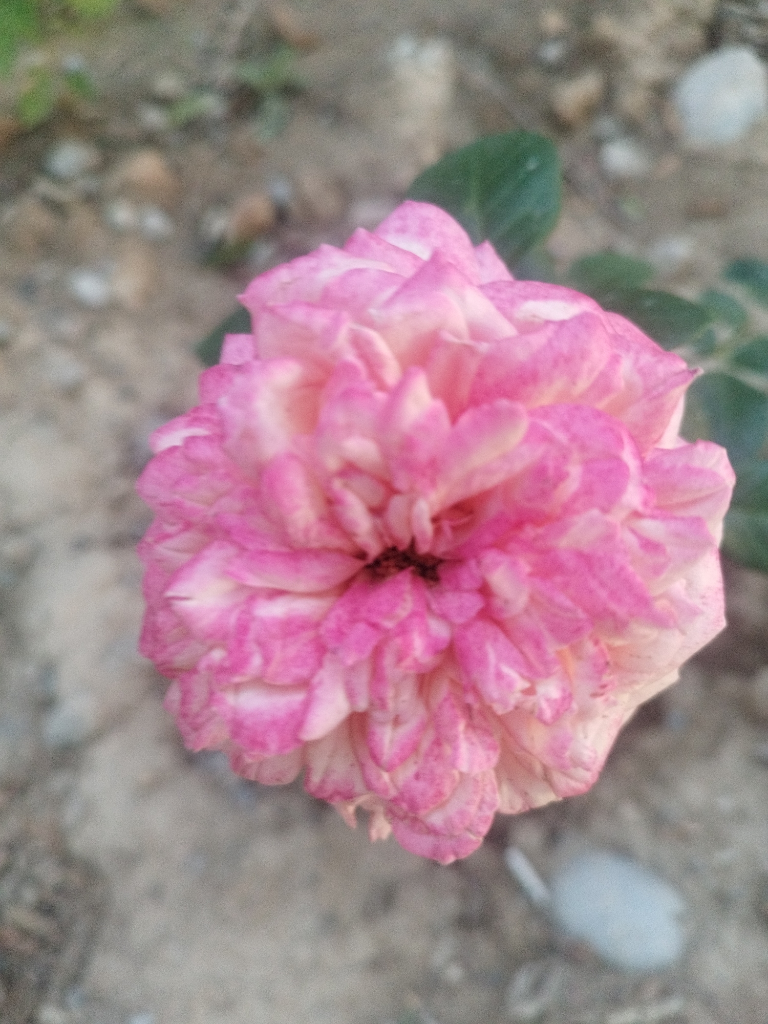 A close-up, slightly blurred shot shows a pink and white rose in full bloom. The rose is the primary subject, positioned slightly to the left of the center. Its petals are densely packed and have a ruffled appearance, with variations in color from a light pink to a deeper rose hue, streaked with white. The background is out of focus, revealing a dry, sandy or gravelly ground with some scattered stones and green foliage. The lighting suggests it might be outdoors, possibly in a garden or natural setting. There are no people or animals visible in the image. The location in Shymkent, Kazakhstan, cannot be determined from the visual information provided.