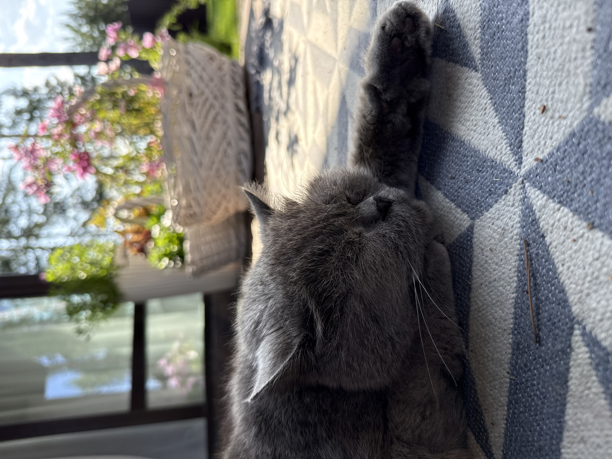 A grey cat is sleeping on a striped mat outdoors. The mat is blue and white with a geometric pattern. In the background, there are potted plants and a white woven basket filled with pink flowers. The scene appears to be on a sunny day, with dappled sunlight falling on the cat and mat. The location is the city of Kashino, Russia.