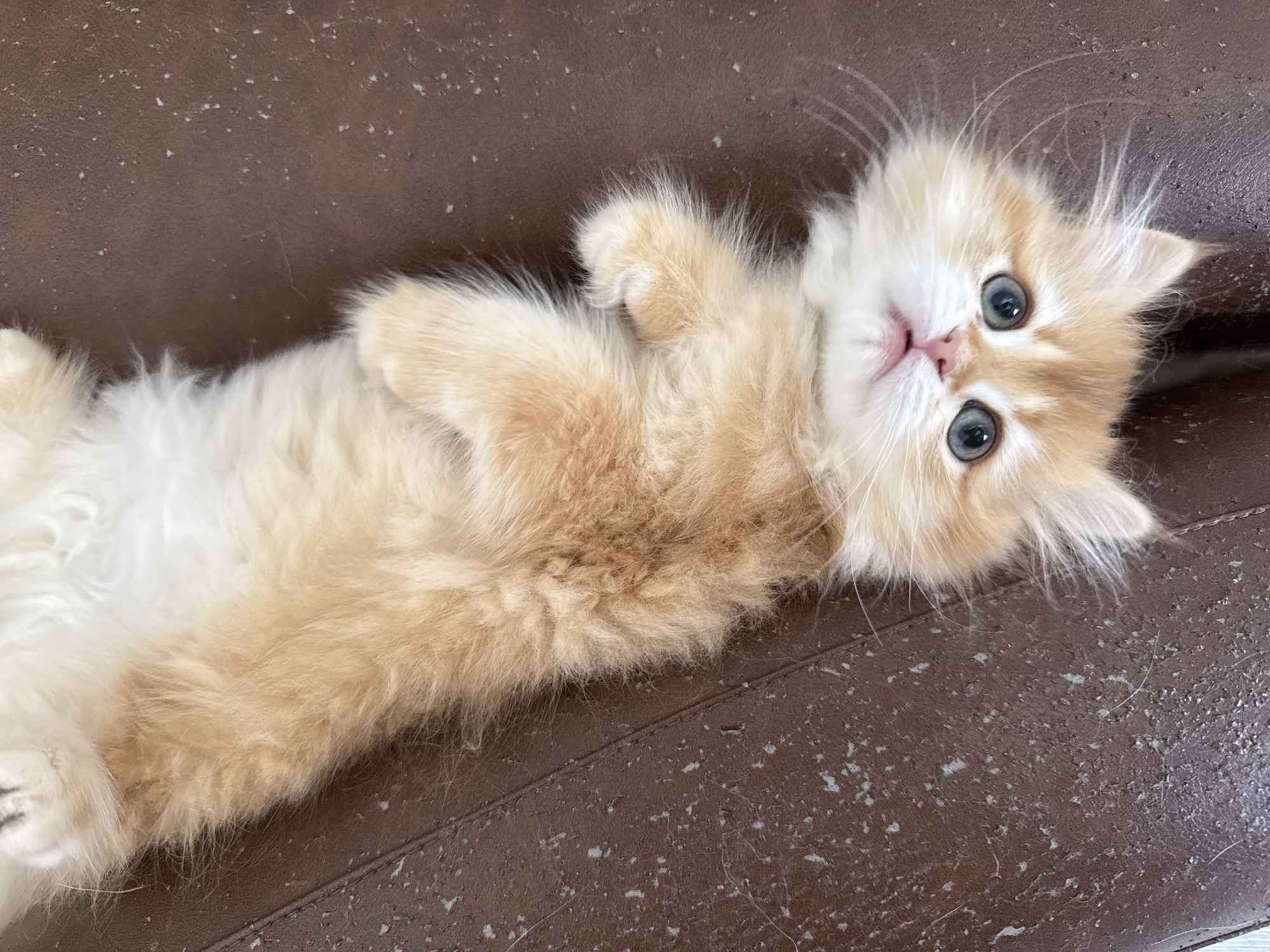 An upside-down, fluffy, ginger kitten with large blue eyes lies on a brown, textured surface. The kitten's belly and paws are visible, with its head tilted to face the camera. The surface appears to be a piece of furniture, possibly leather, showing signs of wear and tear with small white specks and some dark lines. The scene is indoors, with no indication of the specific location within Yurukovo, Bulgaria. The lighting is soft and even, suggesting an ambient indoor light source.