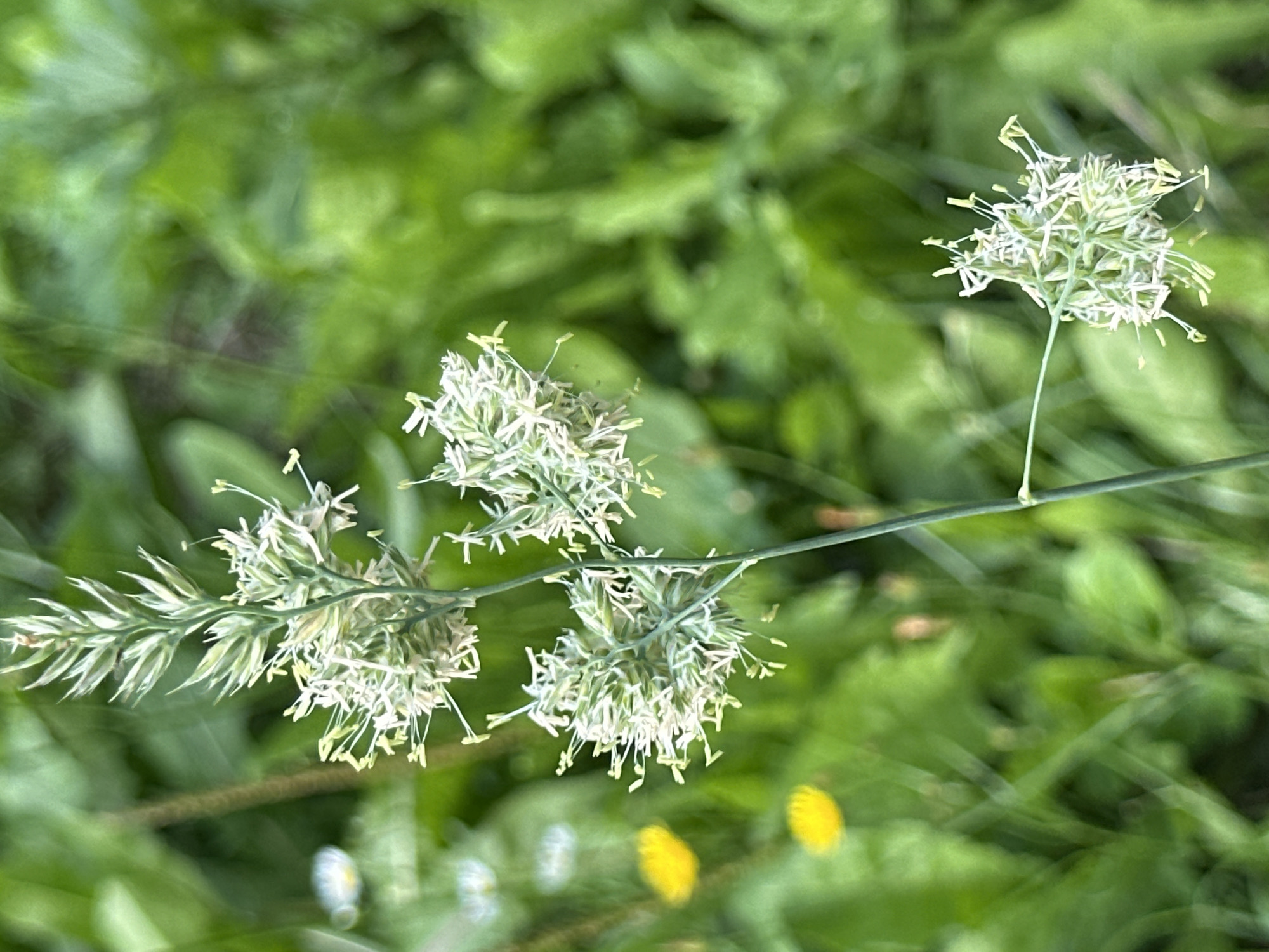 A close-up, vertical shot focuses on the delicate seed head of a grass plant against a blurred green background. The seed head, composed of numerous small, light-colored florets with yellow anthers, is suspended on a thin stem. The background is a vibrant, out-of-focus tapestry of green foliage, with hints of yellow wildflowers and white blossoms scattered throughout, suggesting a natural outdoor setting. The lighting is soft and diffused, characteristic of natural daylight. The overall impression is one of natural beauty and tranquility, with the intricate details of the grass seed head drawing the viewer's attention. There is no visible indication of the specific location within the city of Minsk, Belarus.