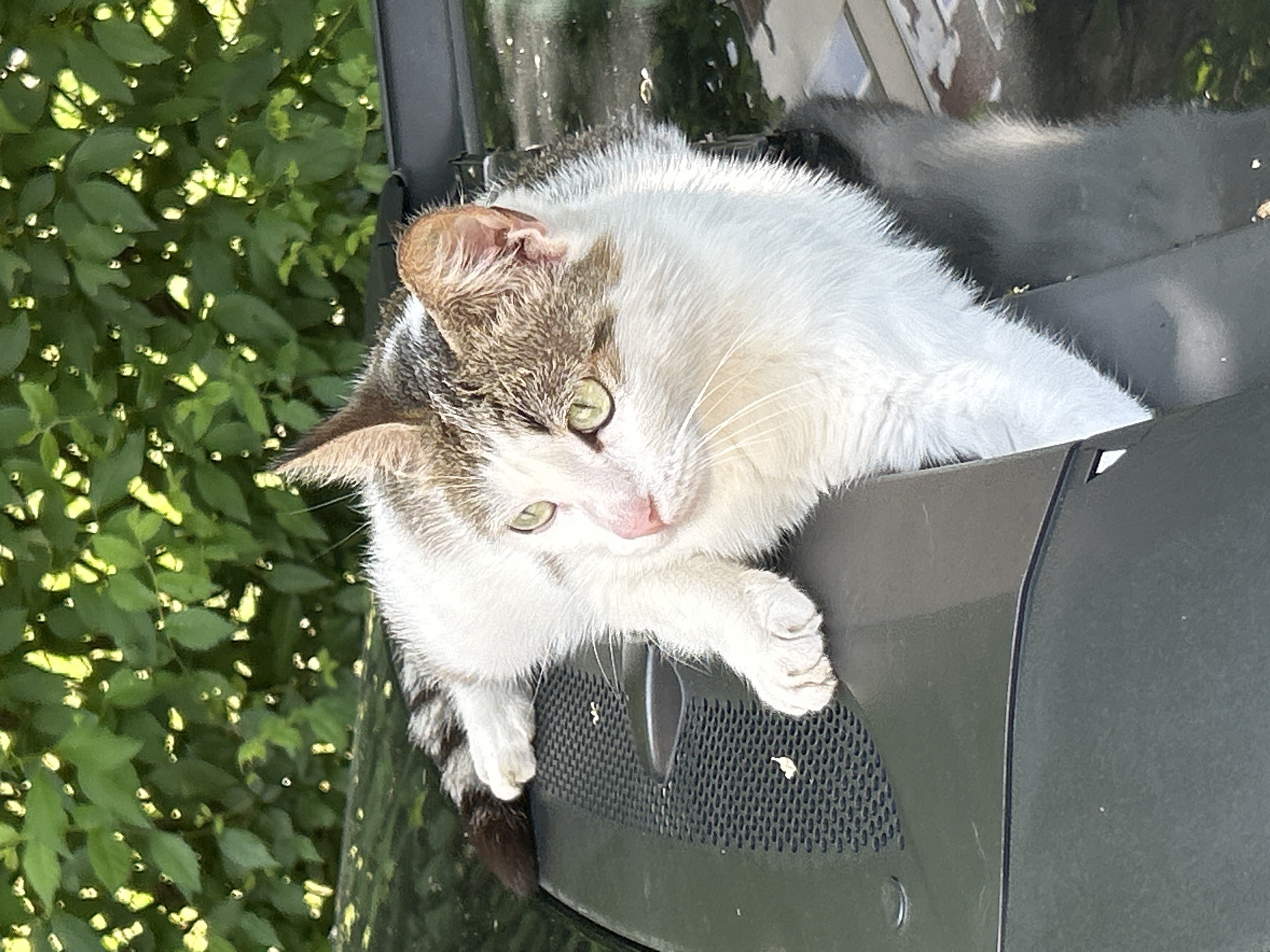 A white and gray tabby cat is lying on top of a dark-colored vehicle. The cat is mostly white with gray tabby markings on its head and tail. It has green eyes and a pink nose. The cat is lying with its paws dangling over the edge of the vehicle. The background is a blur of green leaves, suggesting the vehicle is parked near trees. The location is unspecified, but the request specifies it is in the city of Plovdiv, Bulgaria.