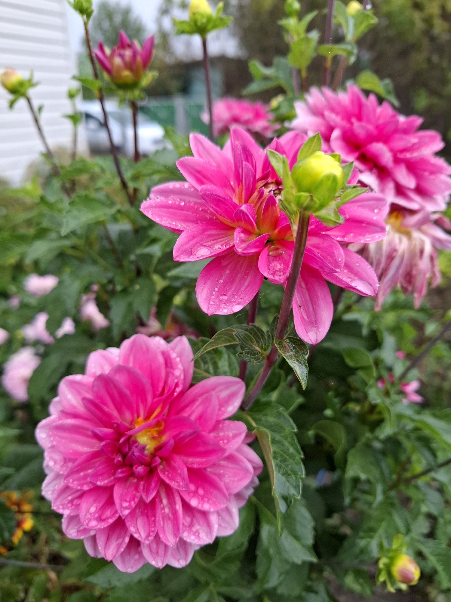 This is a close-up, low-angle, eye-level, outdoor, natural light, portrait photograph of several pink dahlias and their buds. The flowers are in full bloom and have a dense, layered petal structure. Some of the petals have water droplets on them, suggesting it may have rained or the flowers have been recently watered. The dahlias are surrounded by green foliage. In the background, there is a blurred white structure that appears to be a building, possibly a house or shed, and some trees. The scene is likely a garden in a residential area. There are no people or animals visible in the image. The overall impression is one of vibrant floral beauty and natural serenity.