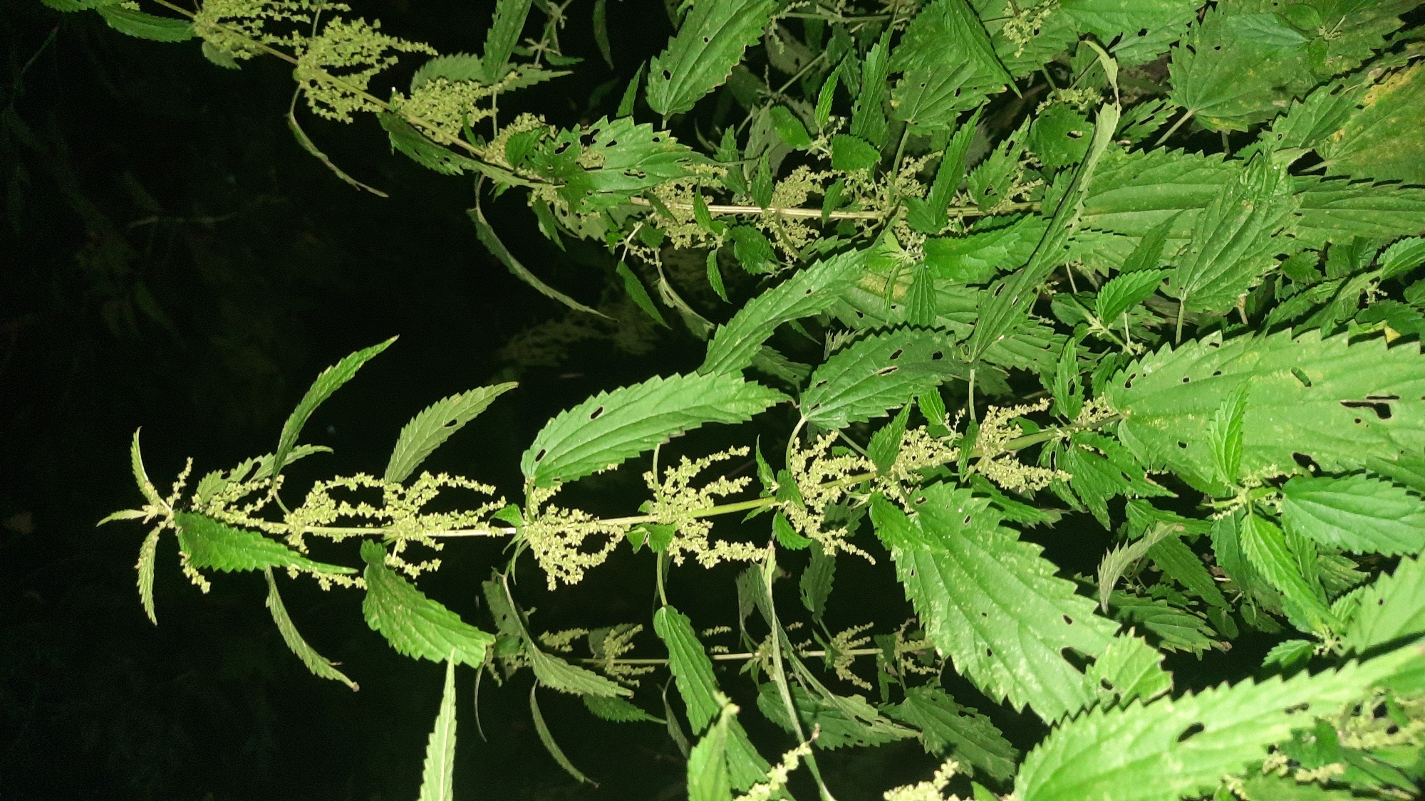 The image displays a close-up view of stinging nettle plants against a dark, indistinct background, likely at night. The plants are characterized by their vibrant green, serrated leaves and clusters of small, pale green flowers or seed heads hanging from the stems. Some leaves show signs of damage, with holes and irregular edges. The overall impression is of wild vegetation thriving in a natural or overgrown setting. No people or structures are visible, and the scene is static. The location is identified as Maloe Zarech'e, Belarus, suggesting an outdoor environment within or near this area.