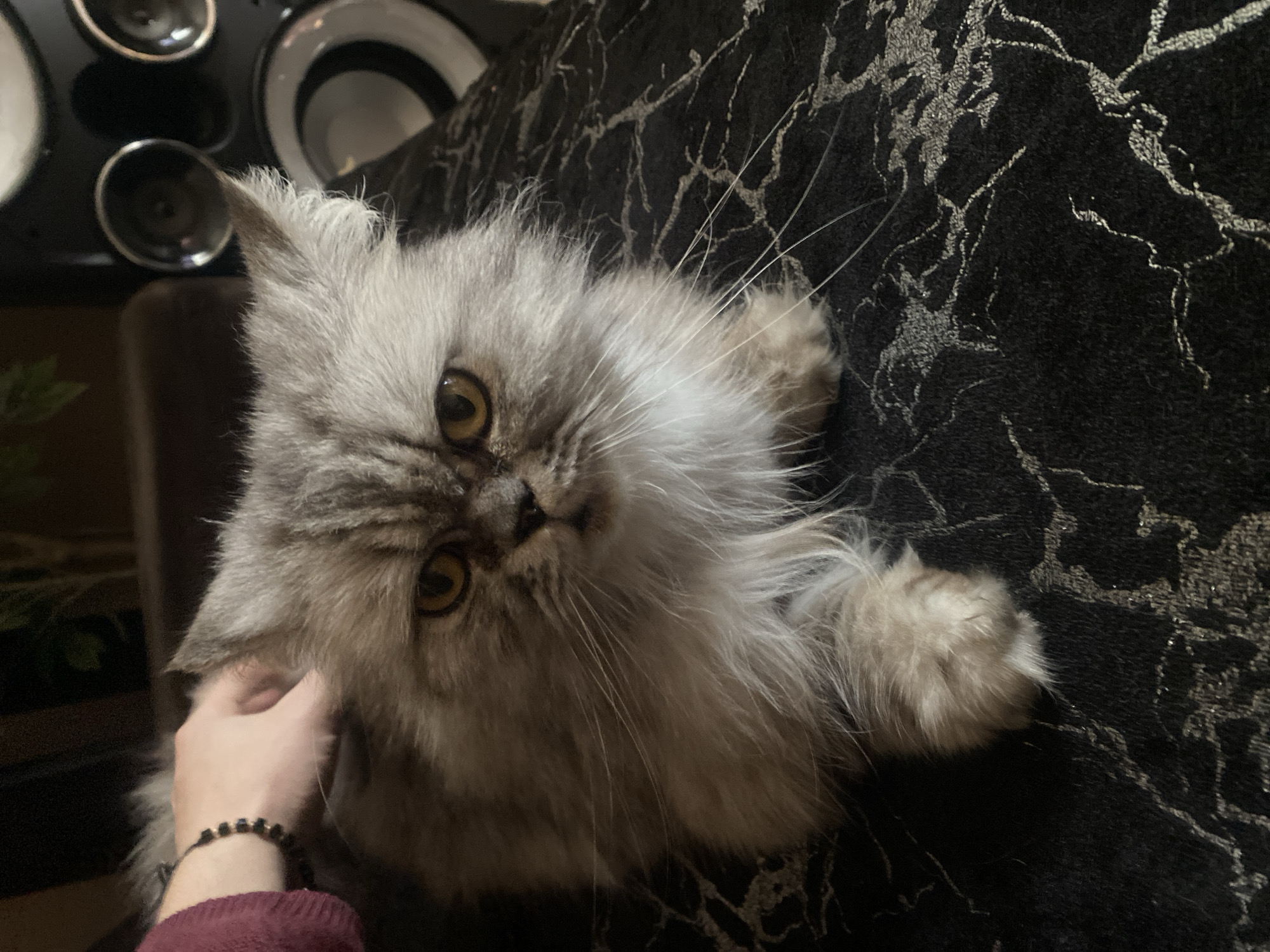 A medium, eye-level, close-up shot shows a fluffy gray Persian cat lying on a black and silver patterned surface, possibly a couch or bed. The cat's head is tilted to the left, looking directly at the camera with large, golden eyes. A hand is gently touching the cat's left ear. The hand is adorned with a beaded bracelet and a maroon long-sleeved shirt is visible. In the blurred background on the top left, there are three round objects that appear to be speakers. The specific location in Varna, Bulgaria, cannot be determined from the image.