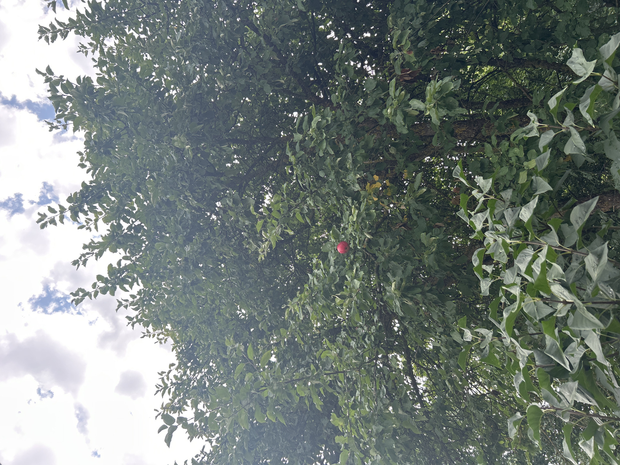 The image captures a close-up view of a tree canopy against a cloudy sky. The leaves of the tree are dense and green, with some lighter green foliage in the foreground, possibly from a different plant. Amidst the foliage, a single red apple is visible, hanging from a branch. The background is a bright, overcast sky with scattered white clouds. The scene is set outdoors, likely in a natural or semi-natural environment. There are no people or animals visible in the image. The overall impression is one of lush greenery with a single touch of vibrant color from the fruit.