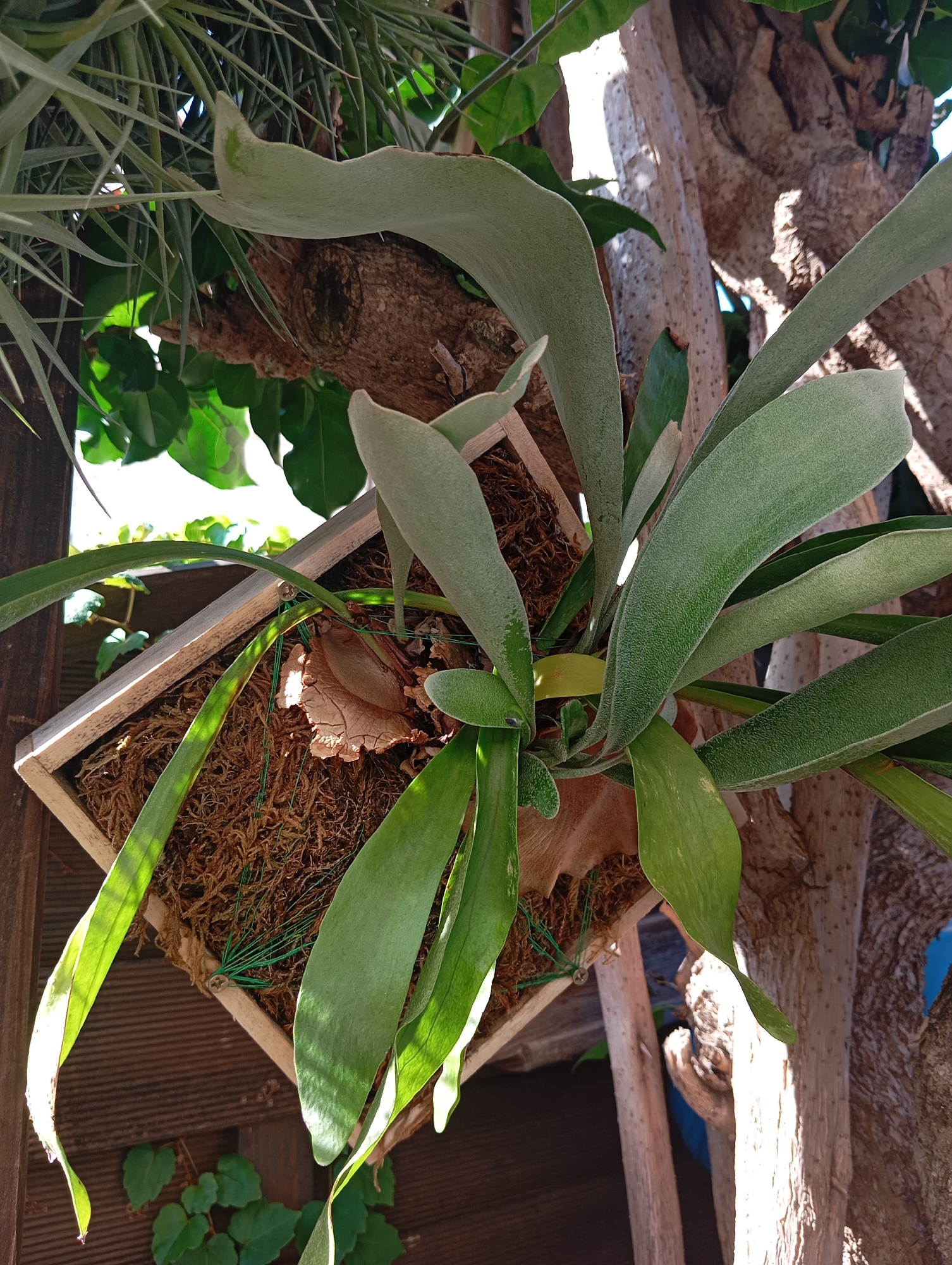 The image shows a staghorn fern mounted on a wooden frame, which is attached to a tree trunk in what appears to be an outdoor setting. The fern has large, broad, green fronds, some of which are partially covering a brown, dried basal frond. The frame itself is square with the fern positioned diagonally within it. The frame is filled with what looks like sphagnum moss and has green wire holding the plant in place. The tree trunk is rough and textured, with sunlight casting shadows on it. In the background, there are other plants, including some leafy green vines. The overall scene suggests a garden or natural environment. The location is identified as Castelldefels, Spain, an outdoor setting with a Mediterranean climate, which would be suitable for such a plant. There are no people or animals visible in the image.