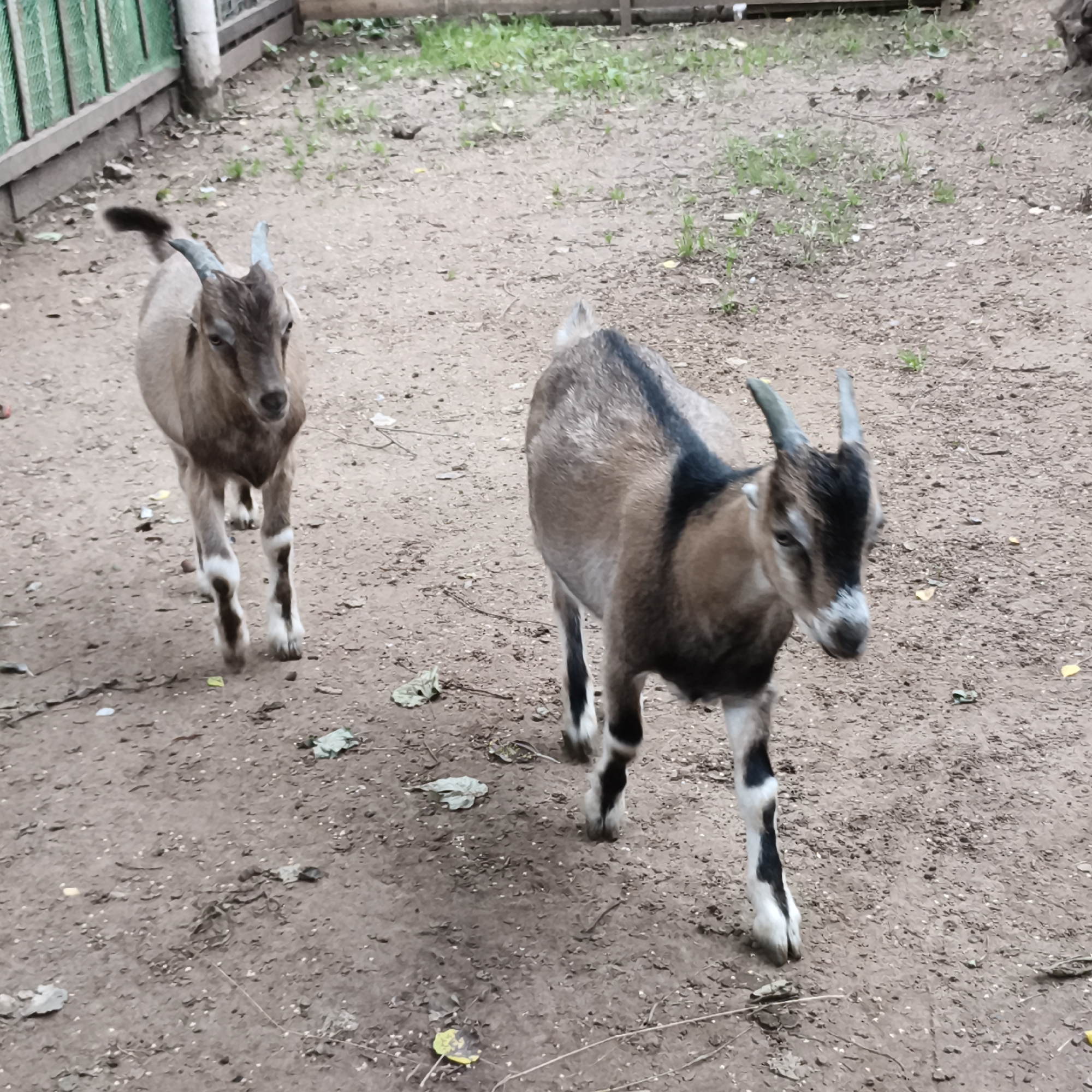 Two young goats are standing on a dirt ground. The goat on the left is facing forward, while the goat on the right is facing forward and slightly to the left. Both goats have brown and white fur. The goat on the left has short, curved horns. The goat on the right has short, pointed horns. The background is a fence and some greenery. The image appears to have been taken in the city of Chaikovsky, Russia, possibly in an animal enclosure or on a farm.