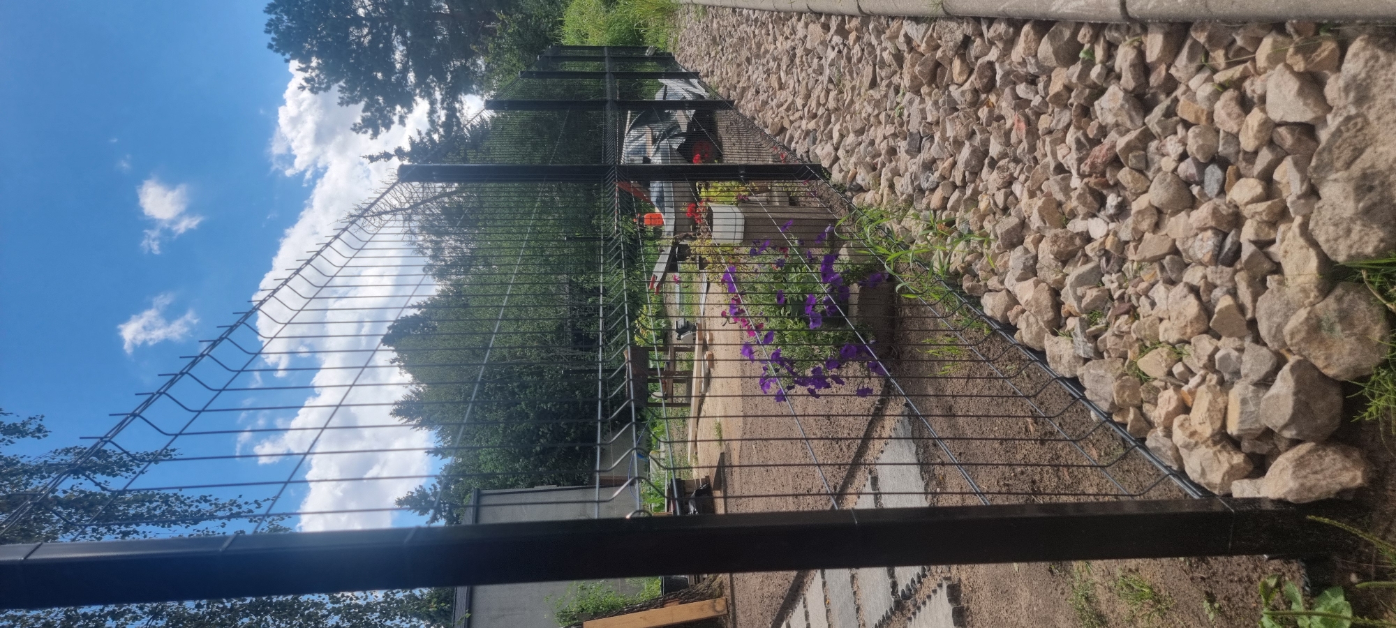 The image depicts a scene in Szczaki, Poland, featuring a newly installed black metal mesh fence bordering a residential property. The fence runs along a path of rough, light-colored stones, which likely serves as a garden bed or drainage. Beyond the fence, a sandy yard is visible, with some concrete stepping stones leading towards a grey building. Further in the background, a small charcoal grill and a wheelbarrow are present, suggesting outdoor activities. The yard is surrounded by dense green trees, indicating a rural or semi-rural setting. The sky above is a clear blue with scattered white clouds. There are no people visible in the image.