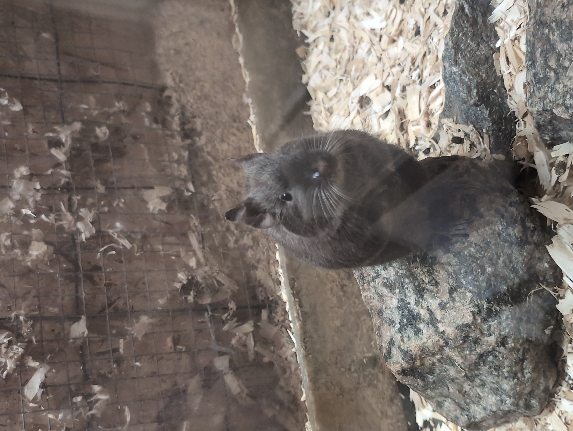 A degu sits on a rock in an enclosure, likely at a zoo or animal exhibit. The degu is a small rodent with dark gray fur, large ears, and prominent whiskers. It is facing forward, looking directly at the camera. The enclosure appears to be made of wire mesh and wood shavings, with some scattered debris. The lighting is dim, and the image has a slightly grainy quality. There is no information available about the specific location within the city of Saint-Jouin-Bruneval, France.