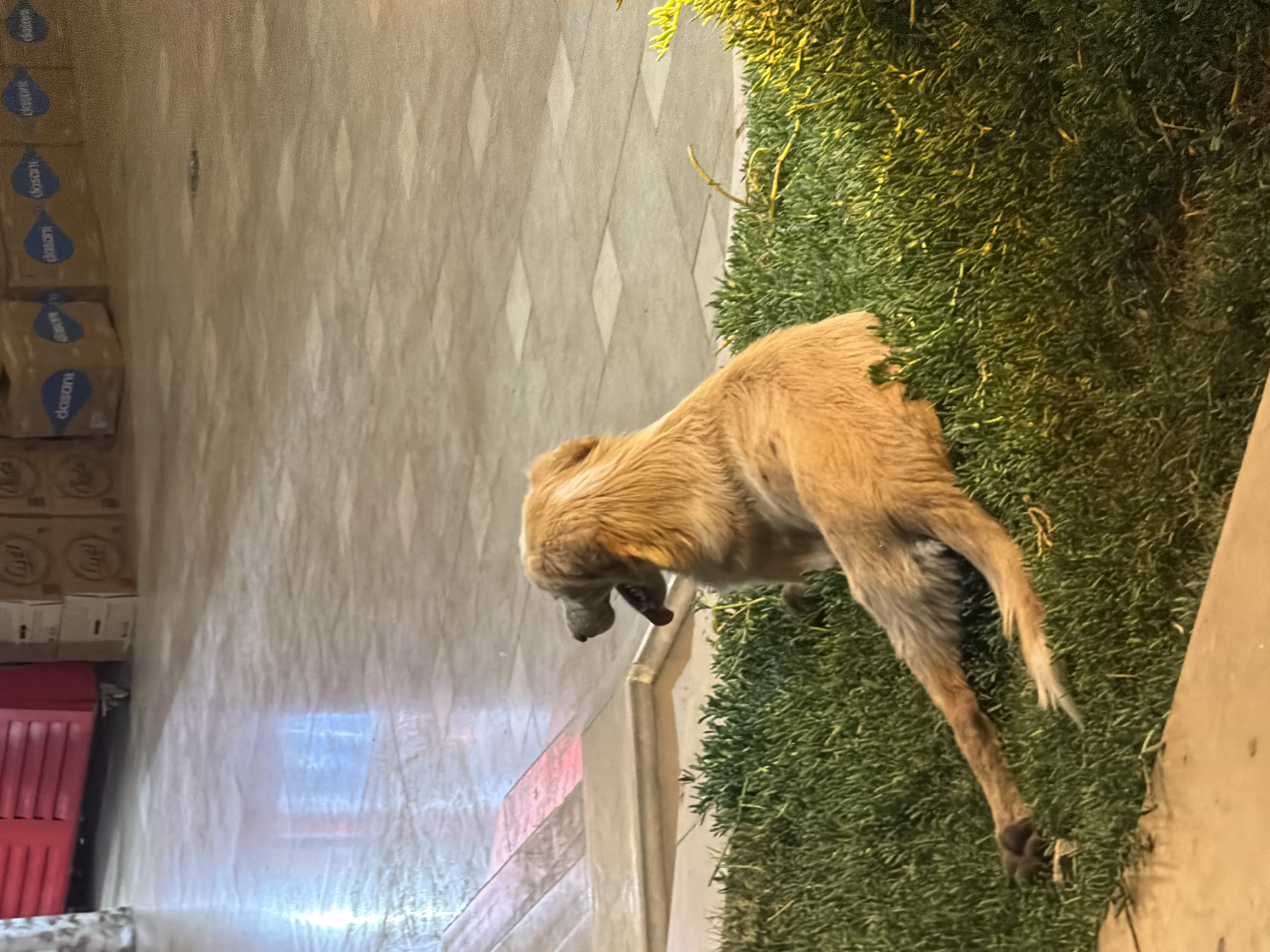 A light-colored, medium-sized dog with its tongue hanging out is lying on its side in thick green grass. The dog is facing away from the viewer, looking towards the right. Its body is mostly visible, with its hind legs stretched out. In the background, there is a tiled floor with a reflection of light and some boxes stacked on top of each other. One of the boxes has the word "dasan" visible on it. Further in the background, a red cabinet or locker is partially visible. The overall setting appears to be an outdoor or semi-outdoor area, possibly a commercial space or an entrance. The image was taken in Sharm El Sheikh, Egypt.