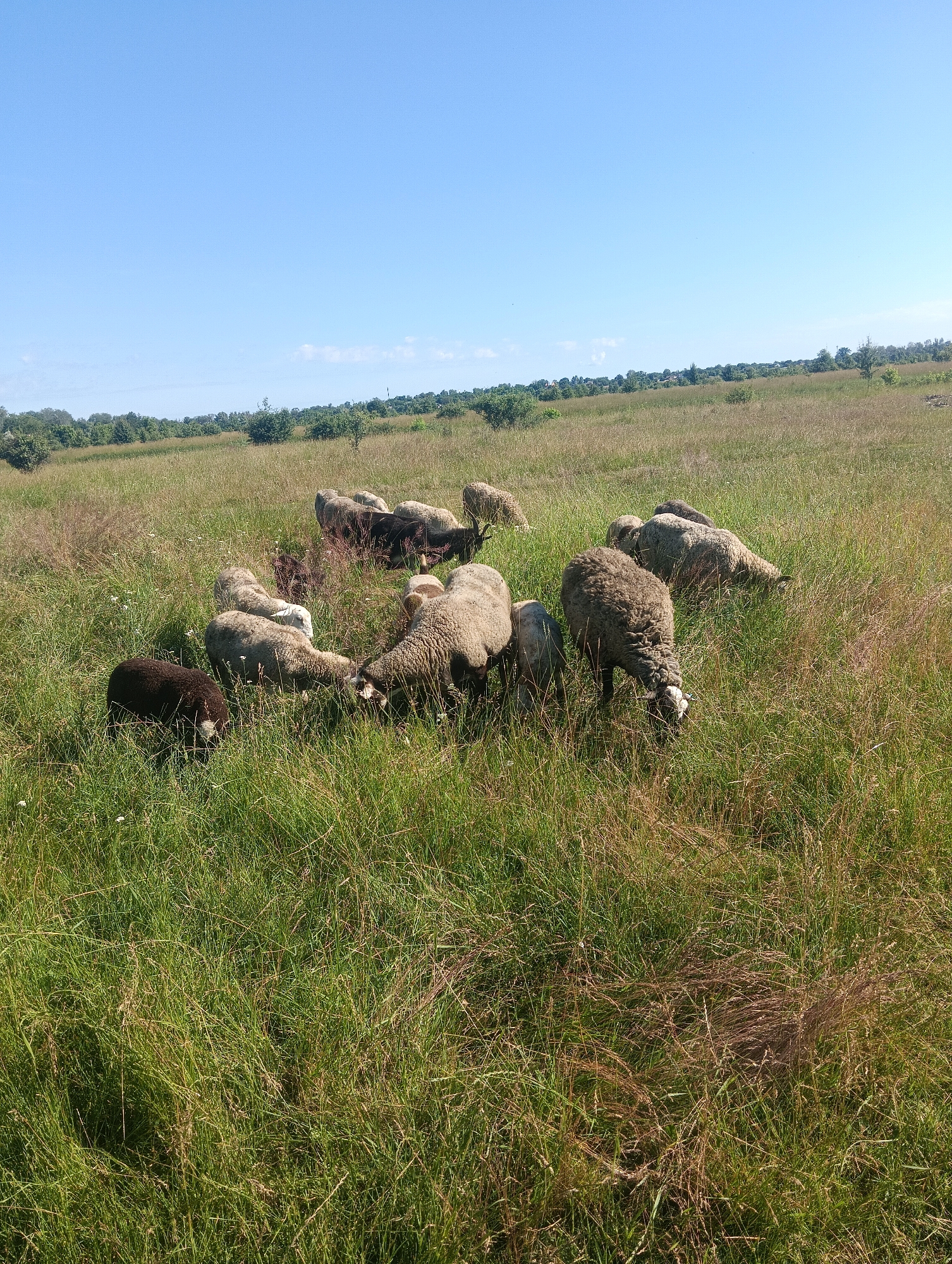 A flock of sheep grazes in a grassy field under a clear blue sky. The sheep are of various colors, including white, brown, and black. Some of them are clustered together, while others are spread out. The field is covered in tall green grass with some patches of dry straw. In the background, there is a line of trees and a faint hint of buildings.