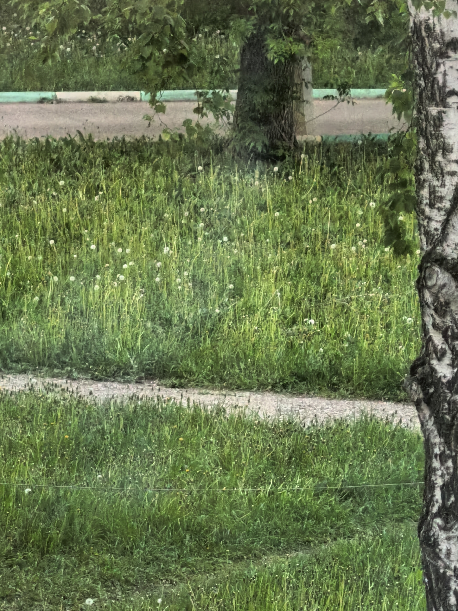 The image shows a grassy area with dandelions, bordered by a curb and road at the top. Two trees frame the view. The location is Sterlitamak, Russia, based on available information. The scene depicts a natural environment within an urban context, featuring a path or walkway cutting through the grass. There are no people visible in the frame.