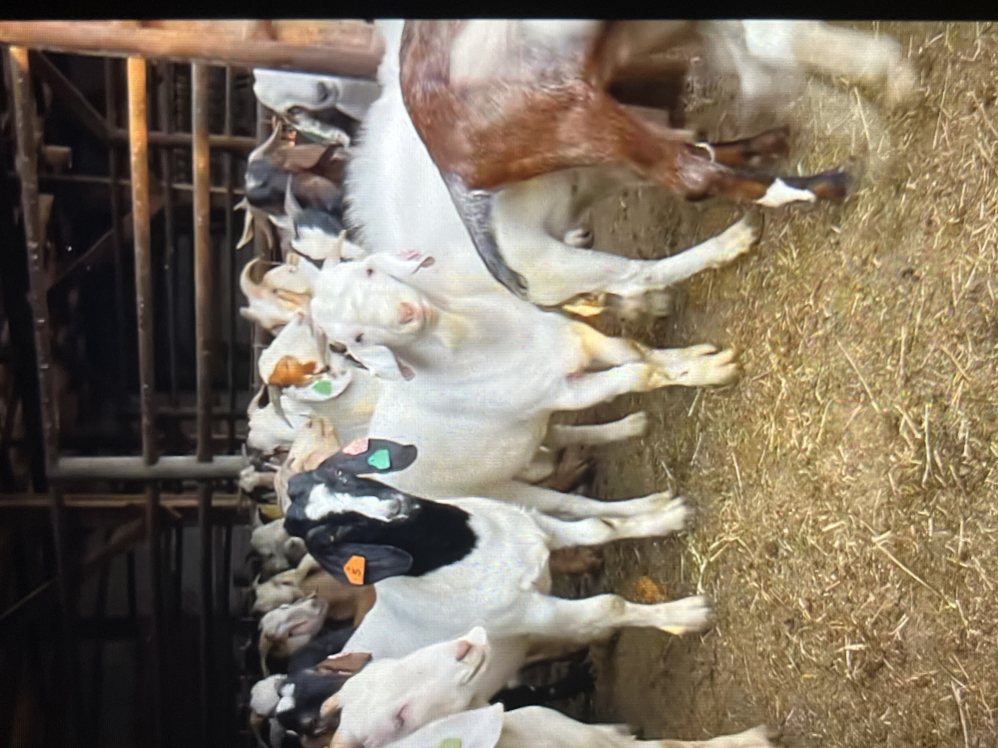 The image shows a group of goats in what appears to be a barn or enclosure. The goats are mostly white with some having black and brown markings. Some goats have ear tags of various colors including green and orange. The goats are densely packed, standing on hay-covered ground. A wooden structure is visible on the left side of the frame. The location is in the city of Tinaquillo, Venezuela.